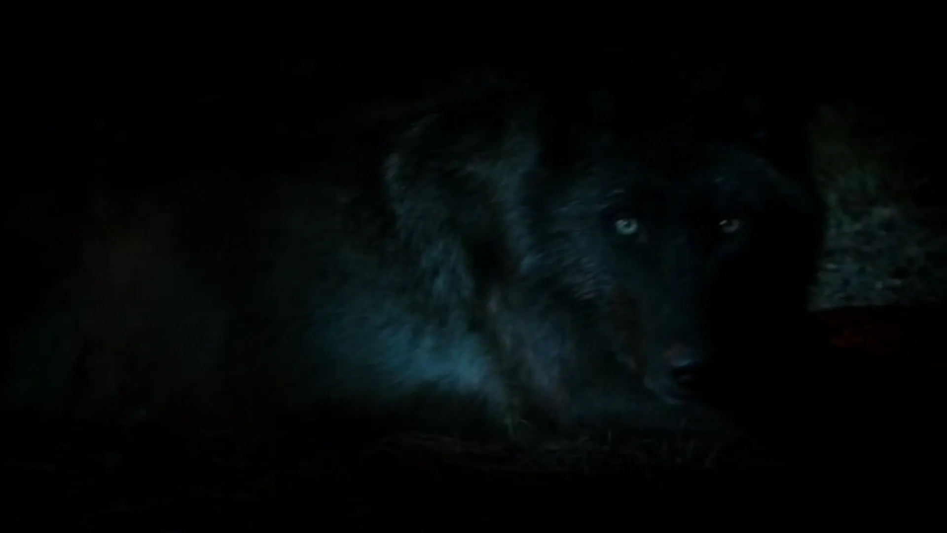 Teaming Up With Wolves