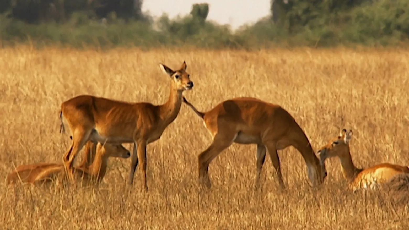 Animals Like Us