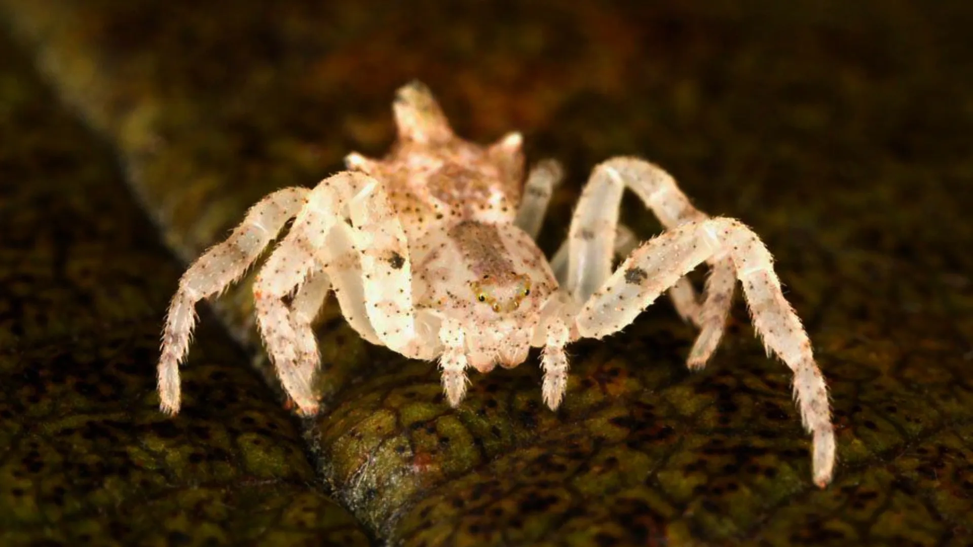 Learning To See: The World Of Insects