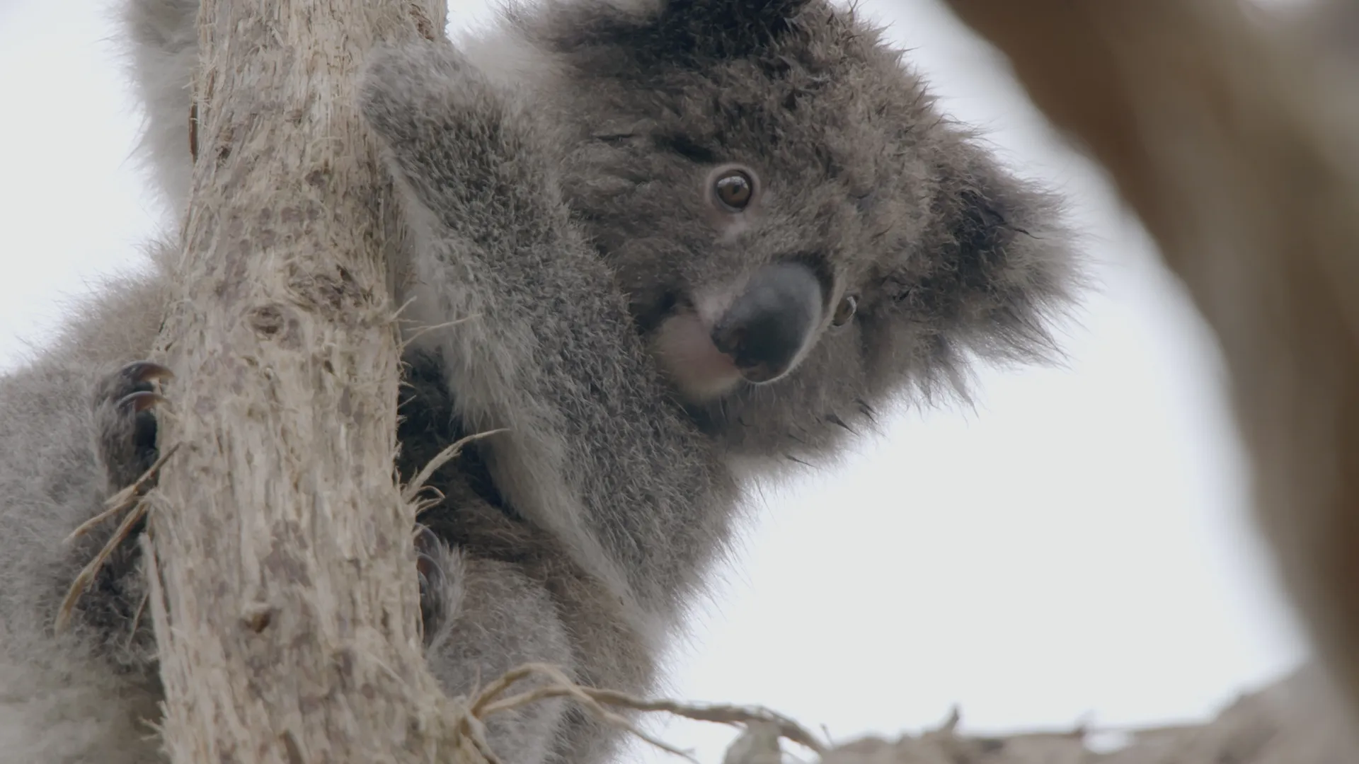 La vida secreta de los koalas