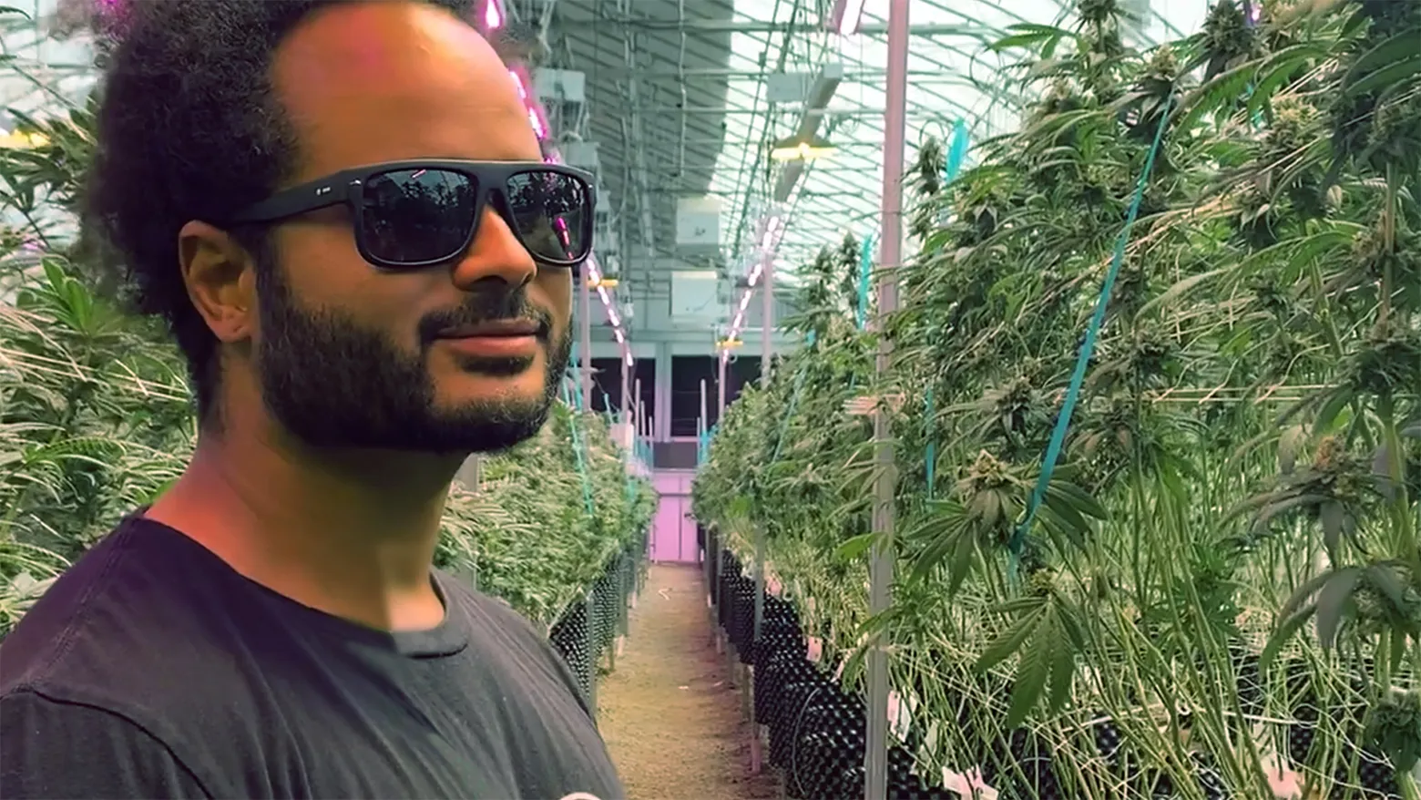 The Future Is Cannabis