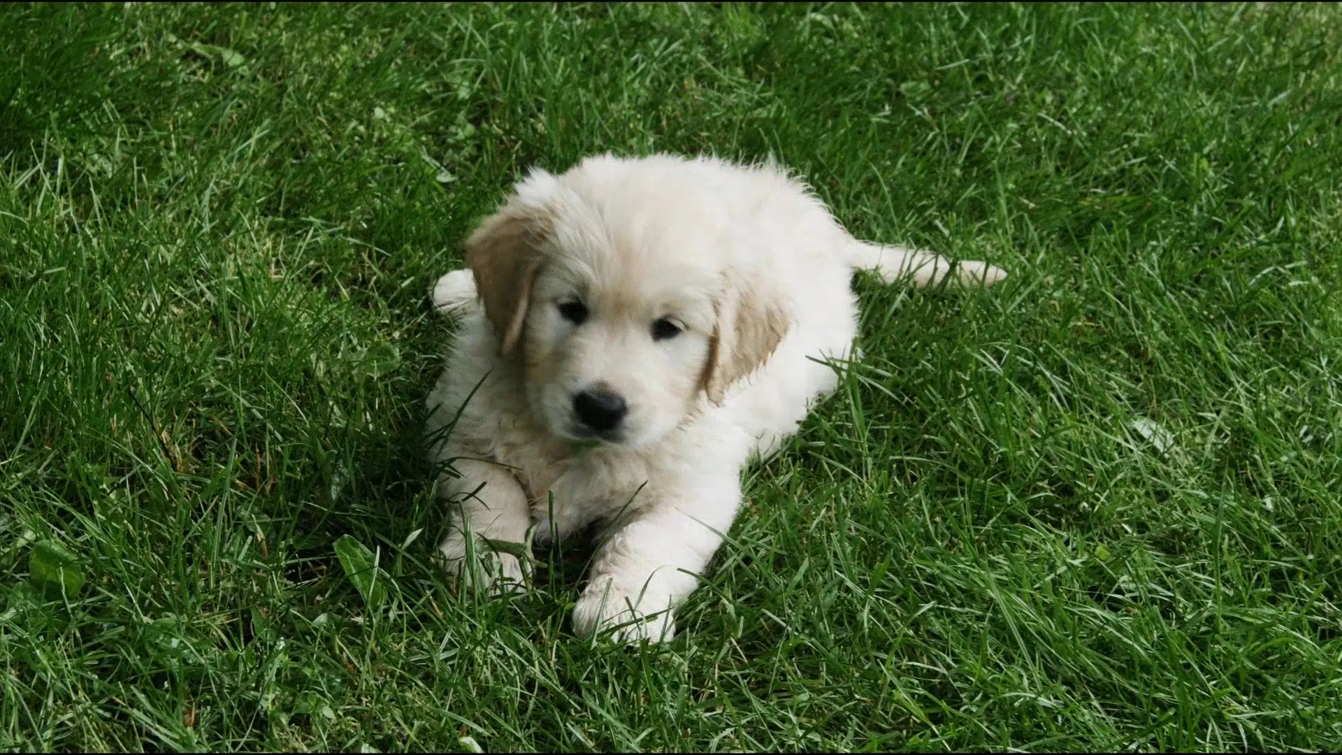 Puppy Time