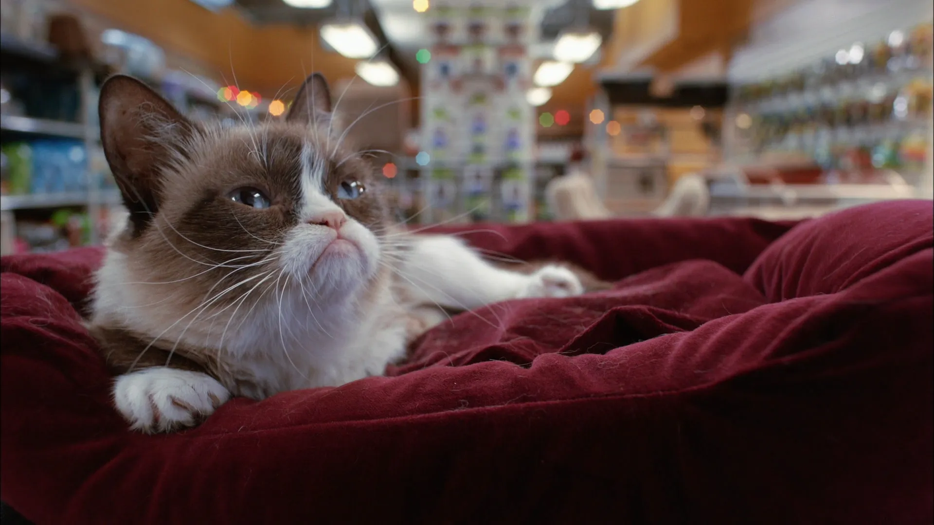 Grumpy Cat's Worst Christmas Ever