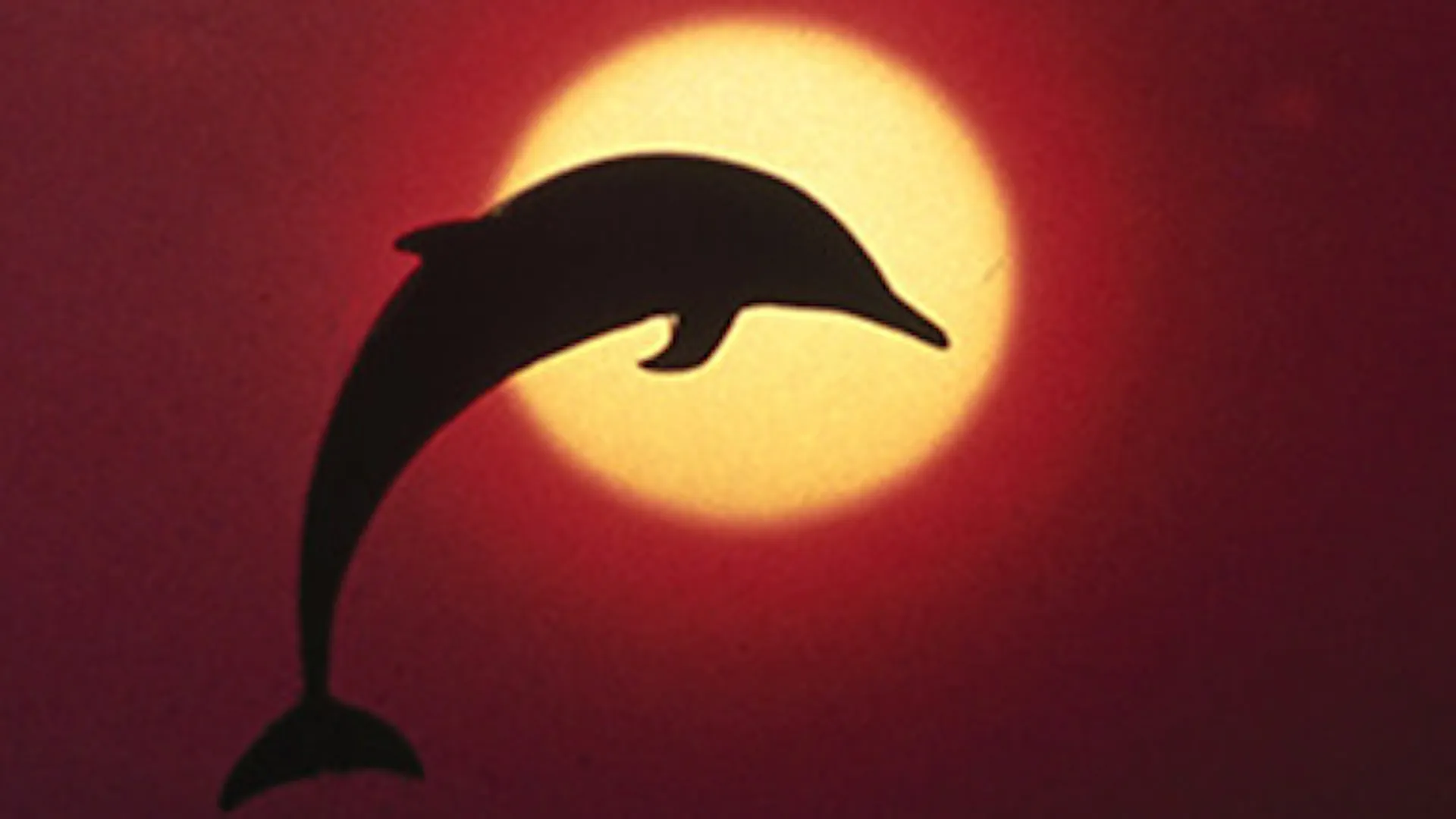 Flipper: The New Adventures