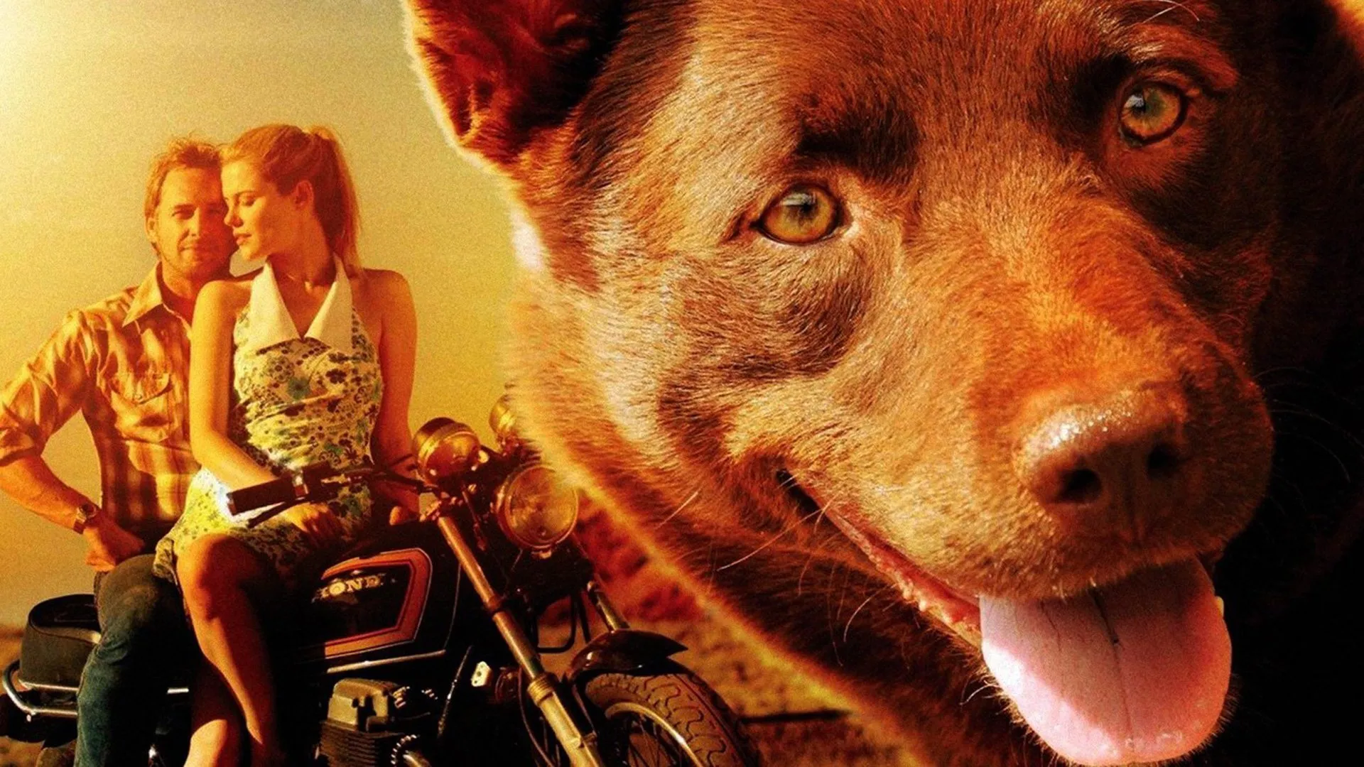 Red Dog