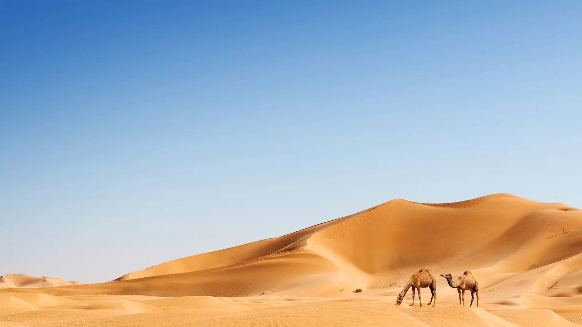 Arabian Inferno