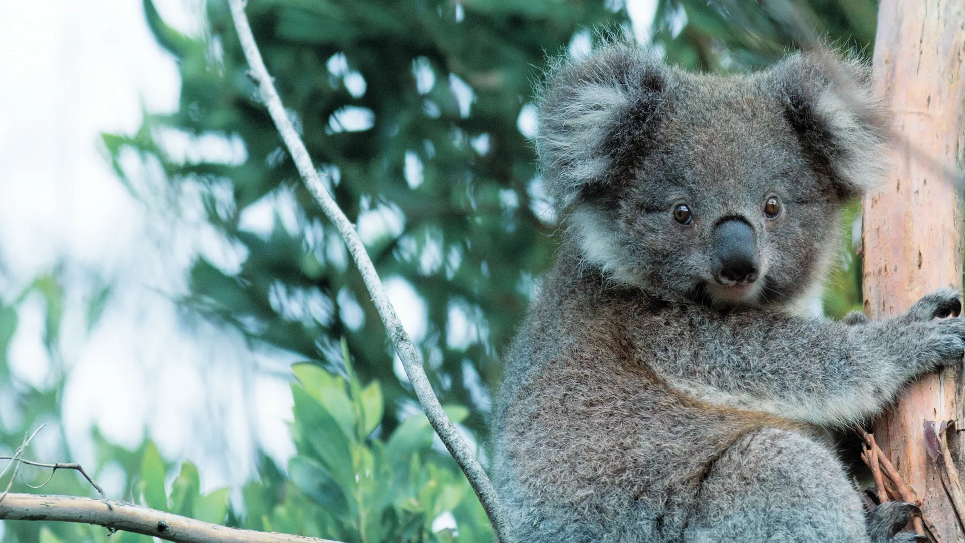 Secret Life of the Koala