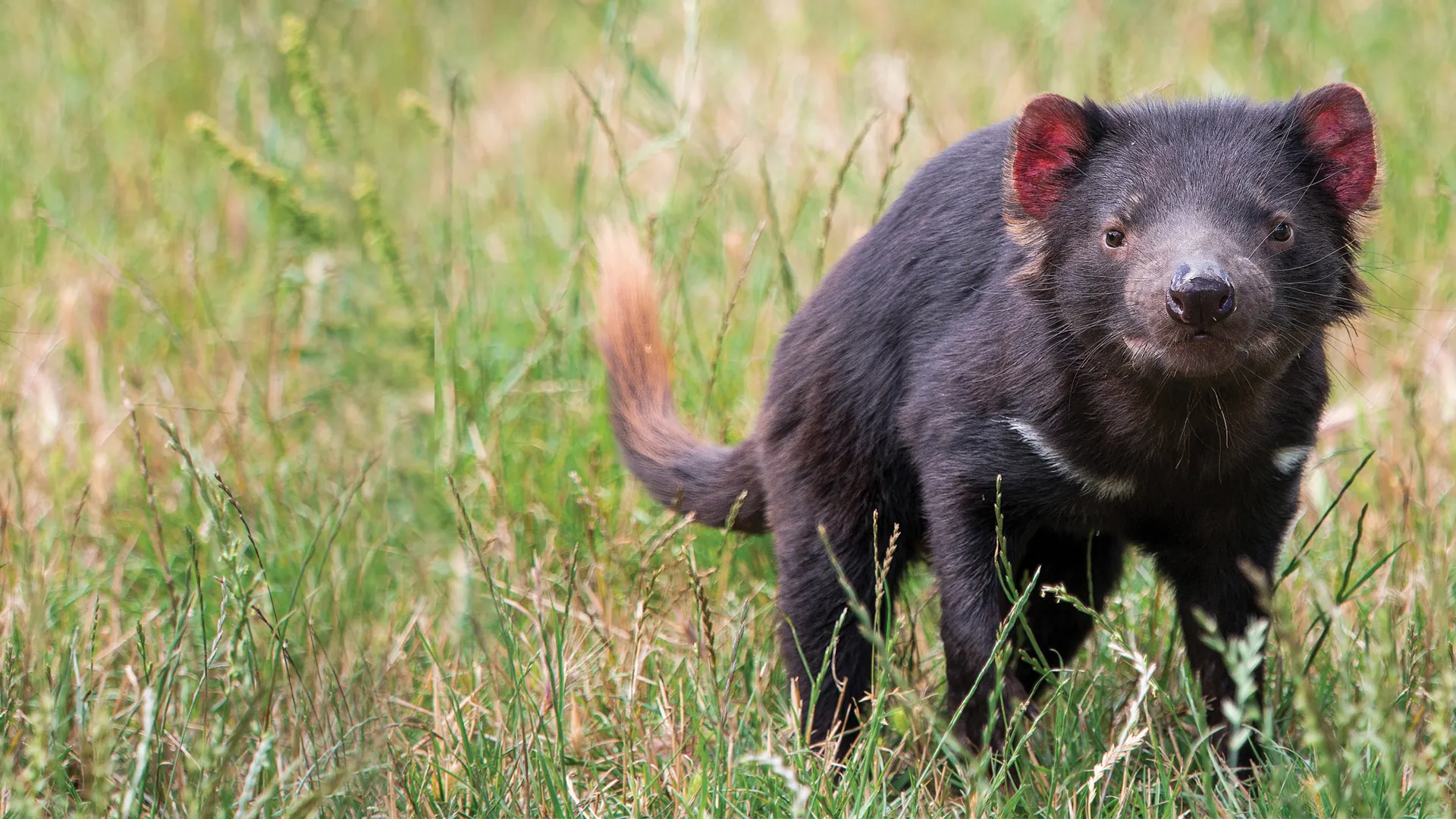 Secret Life of the Tasmanian Devil