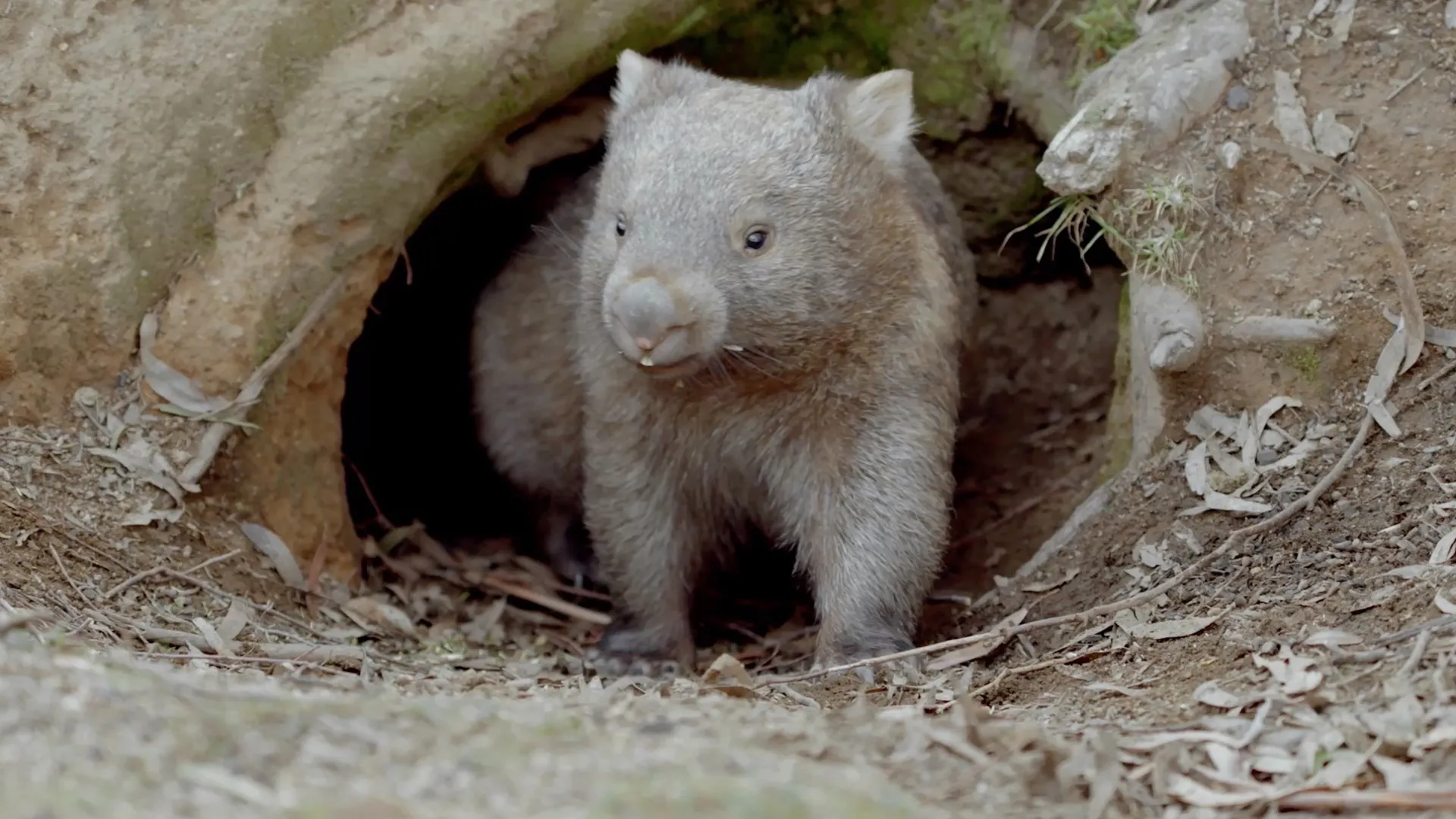 Secret Life of the Wombat