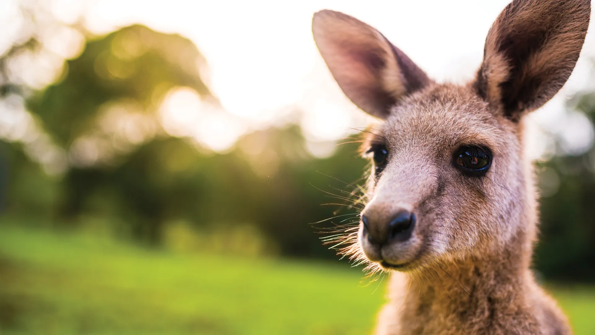 Secret Life of the Kangaroo