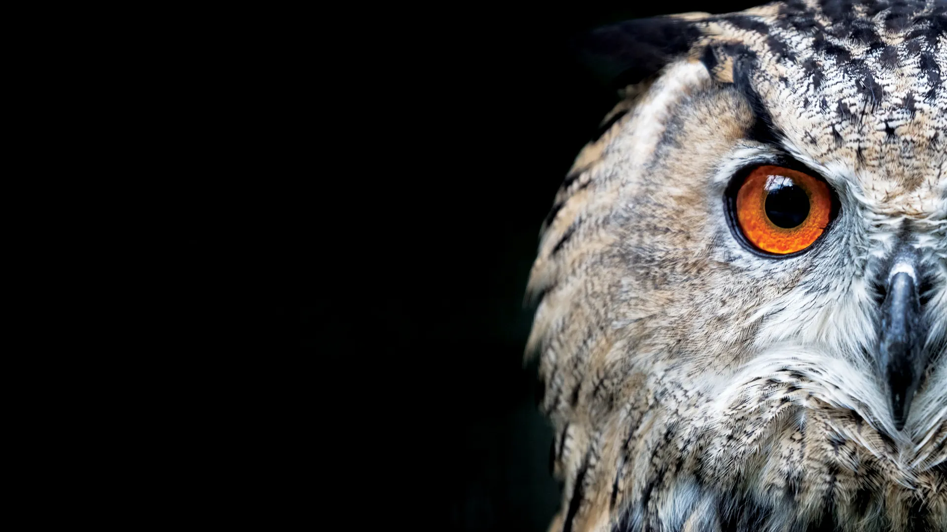 Animal Senses