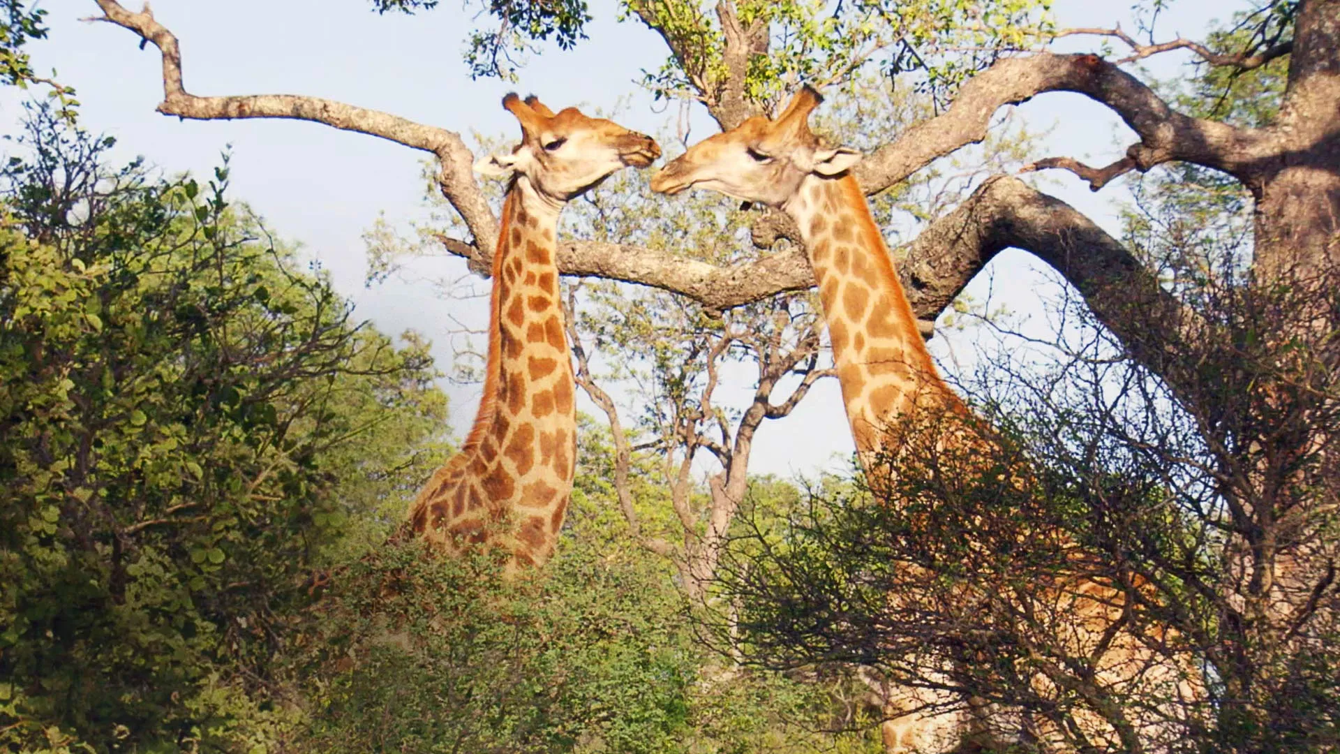 Wildlife Icons