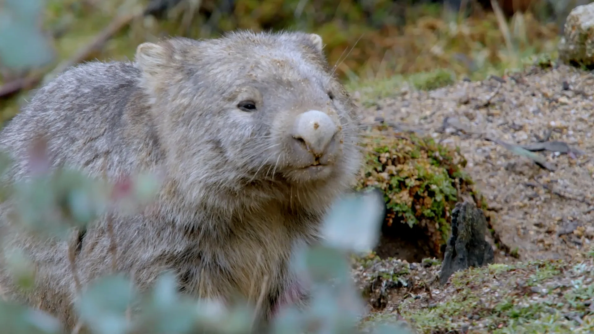 La vida secreta del wombat