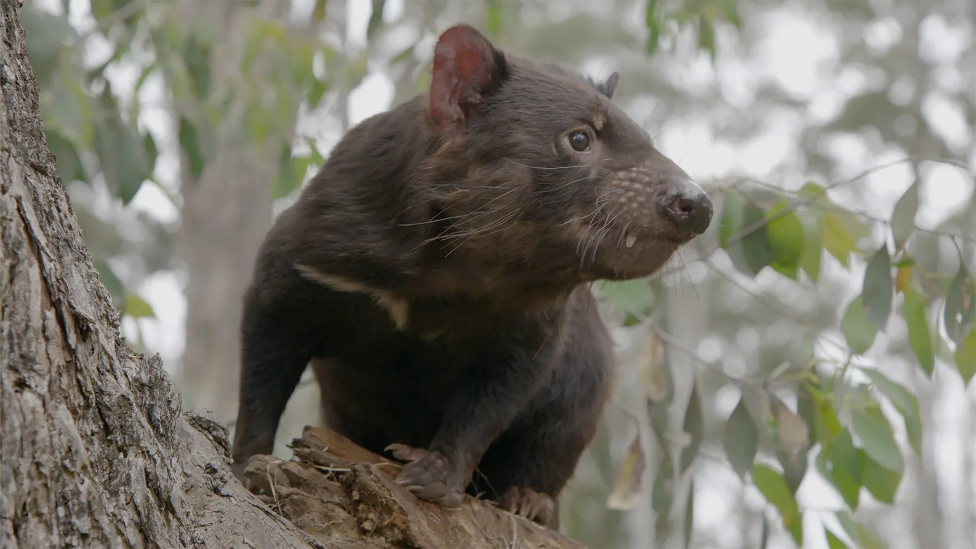 Secret Life of the Tasmanian Devil (LAS)