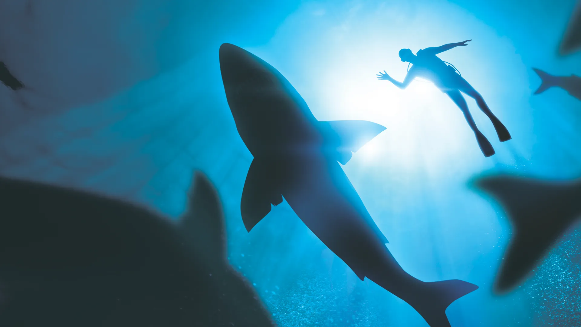 Shark Squad