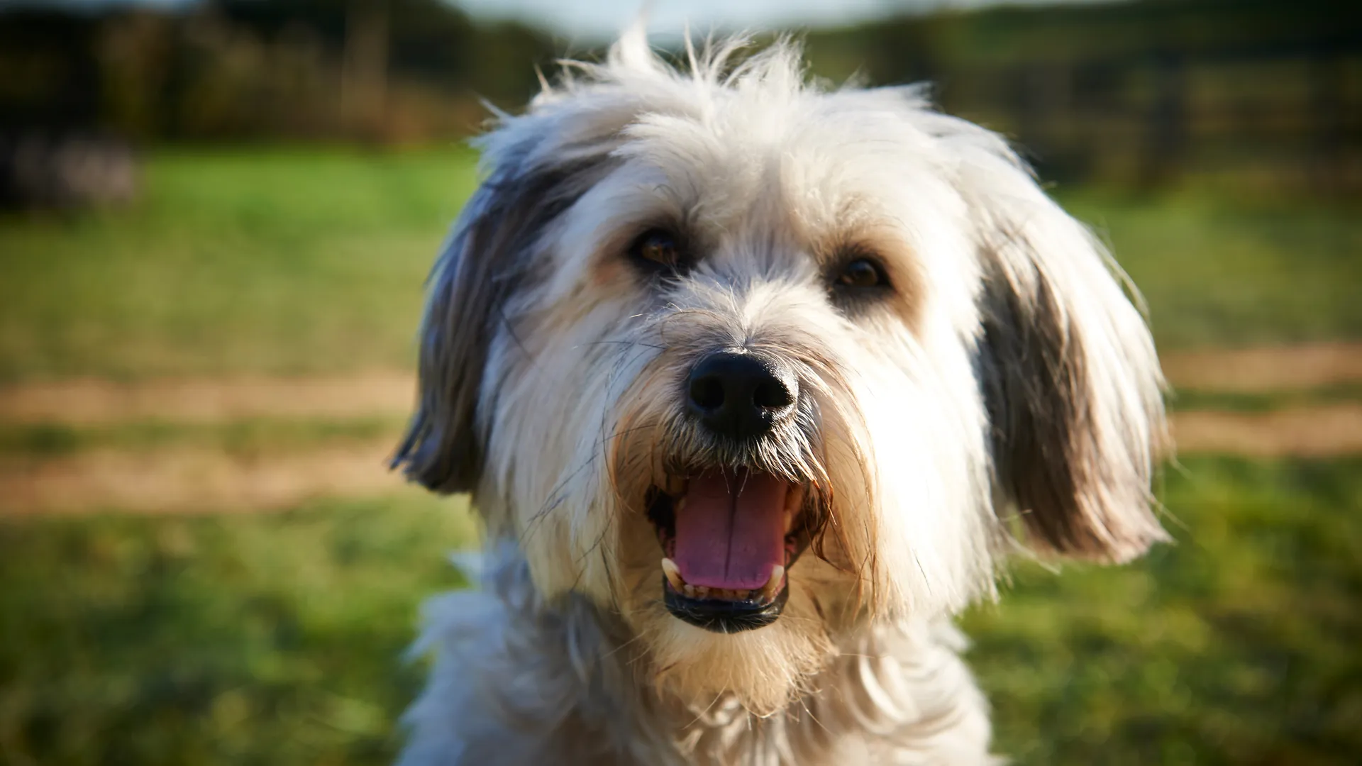 Pudsey The Dog: The Movie