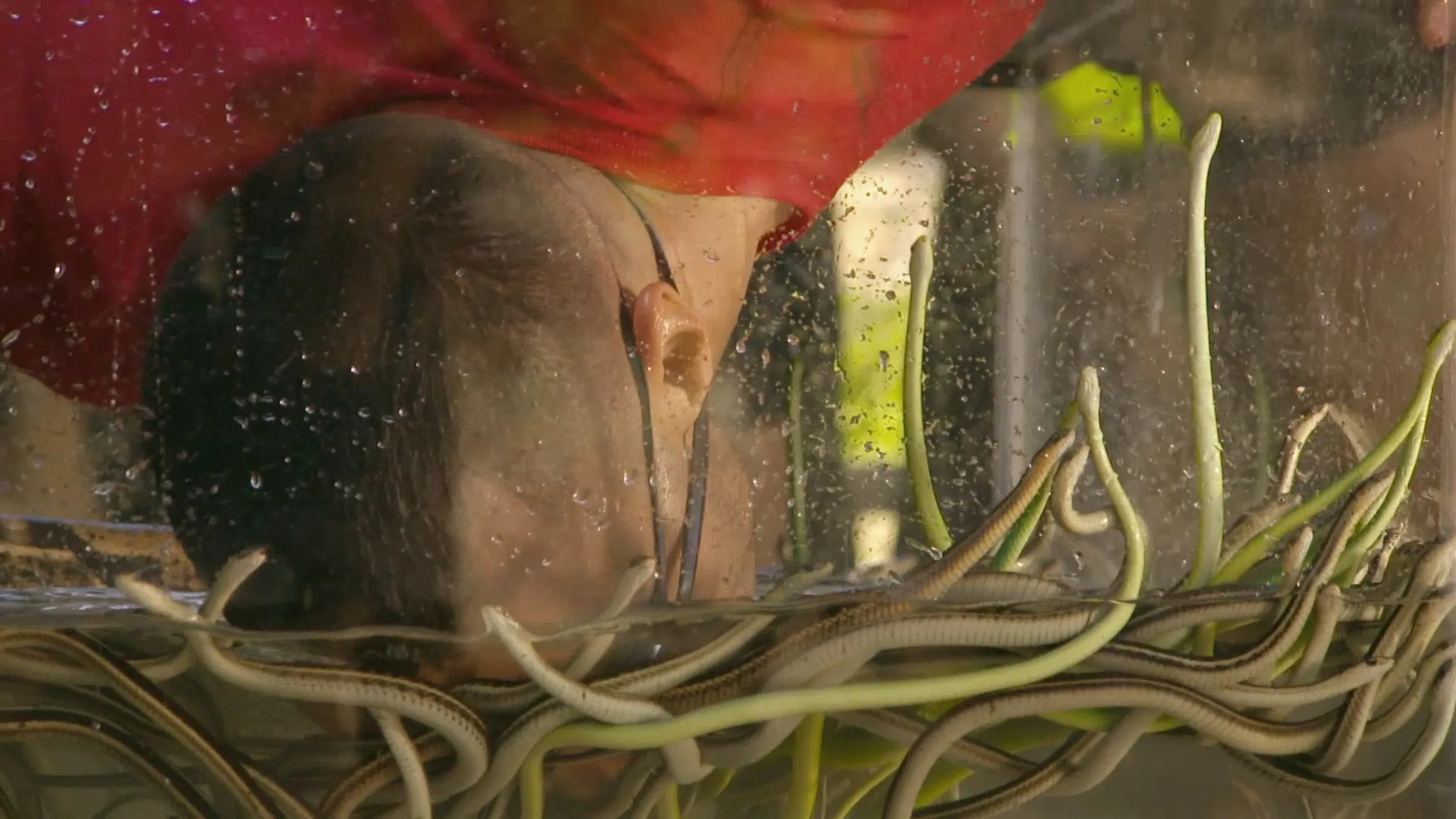 Fear Factor MTV