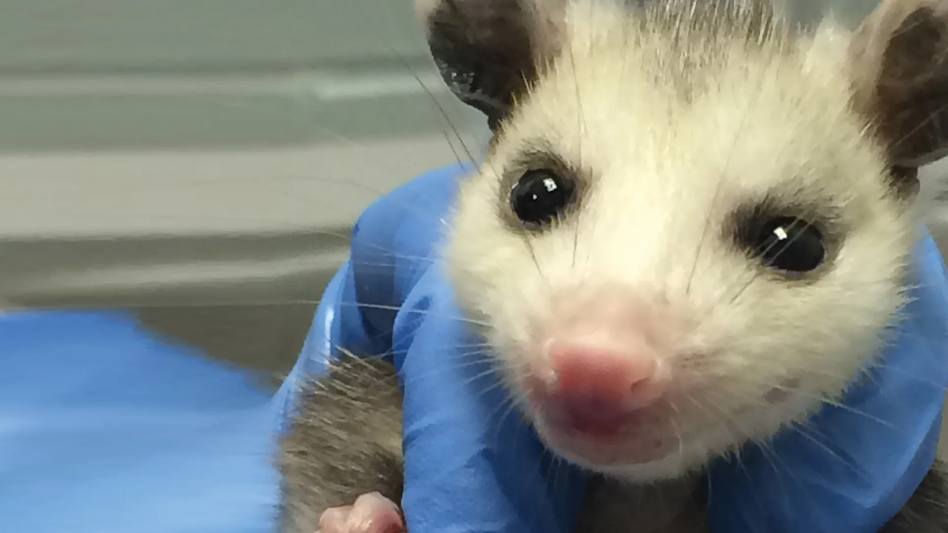 City Wildlife Rescue