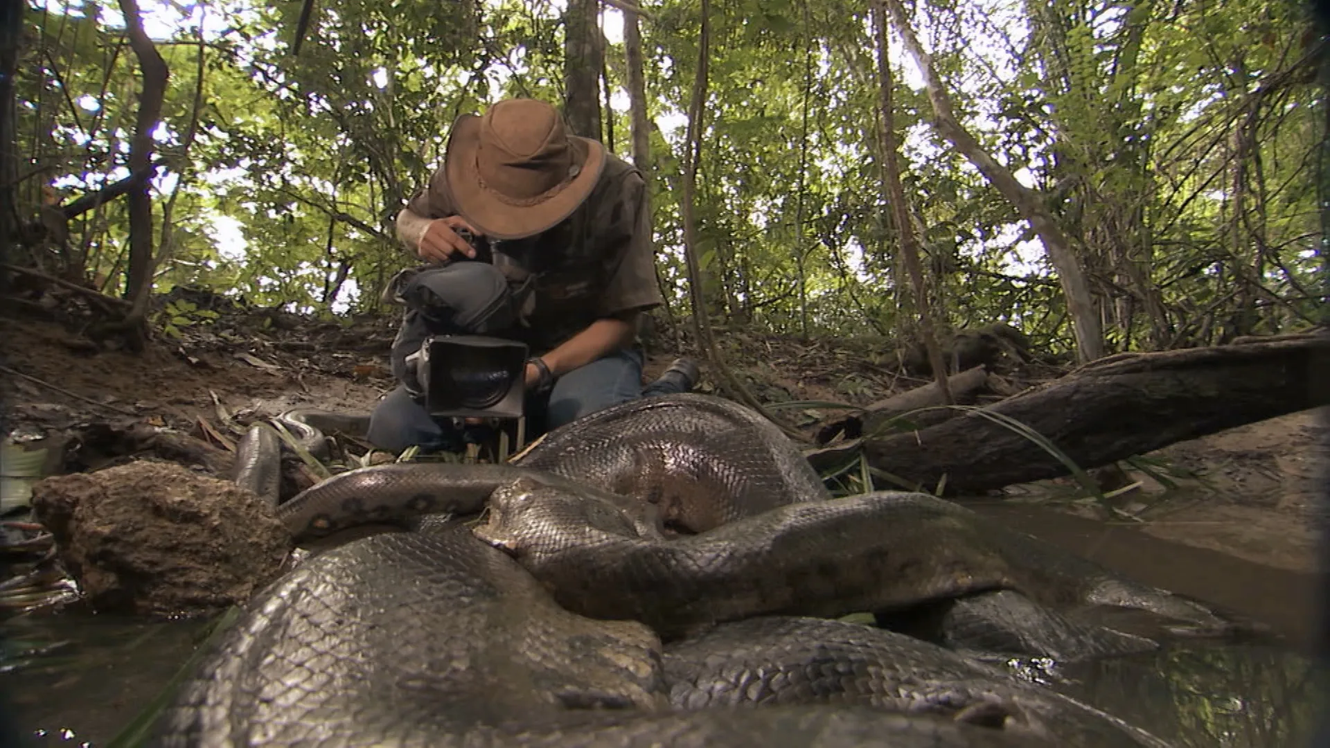 Animal River Challenge