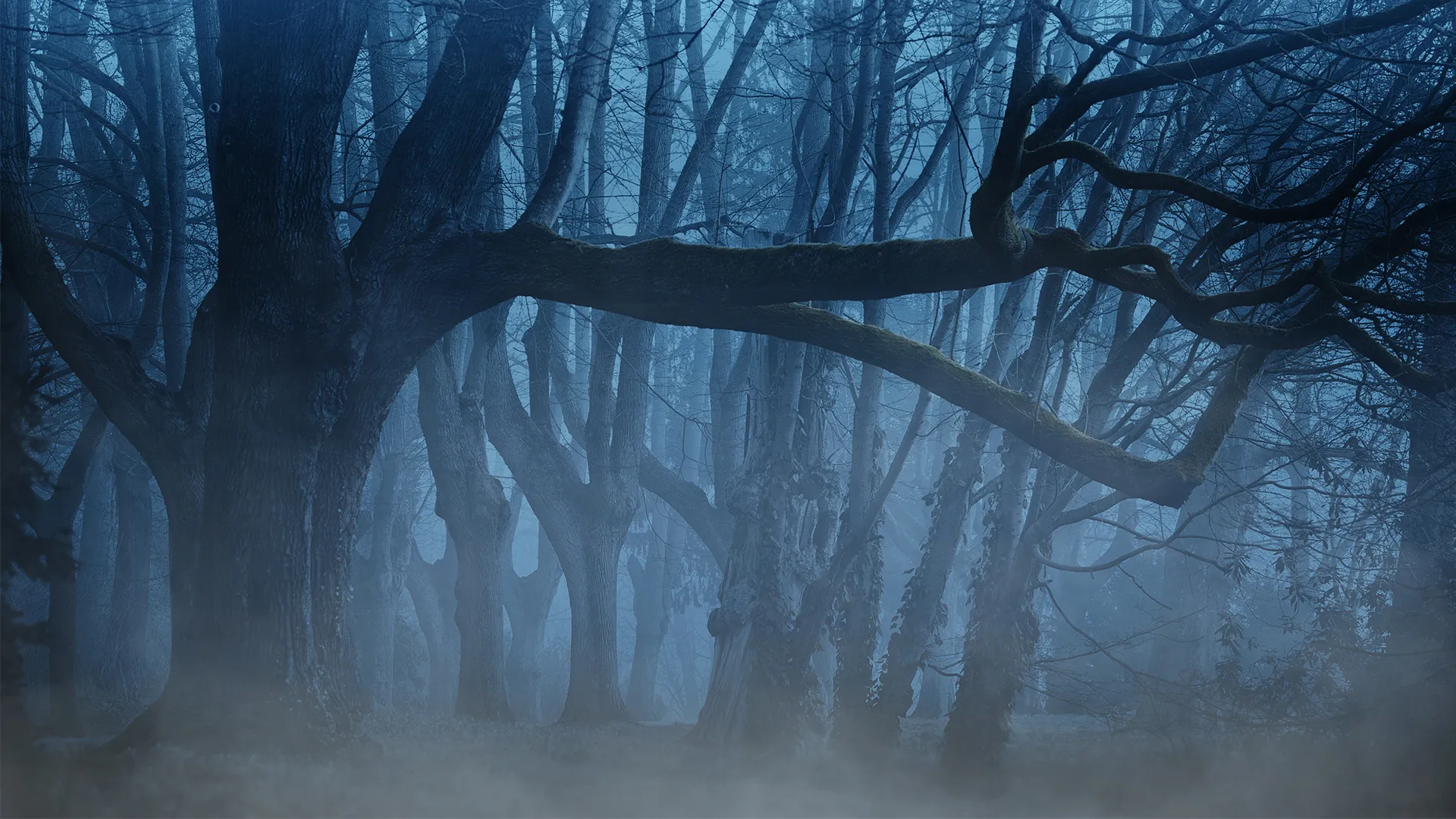 Twilight: Obsession
