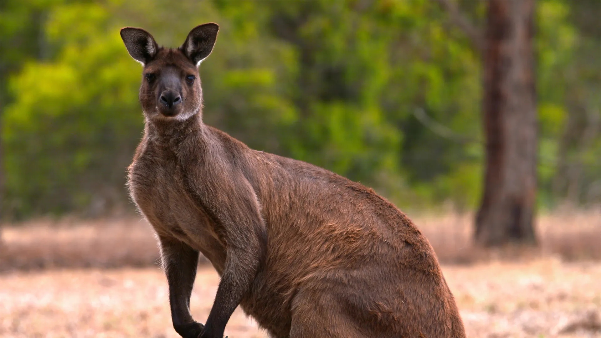 Imperios Animales