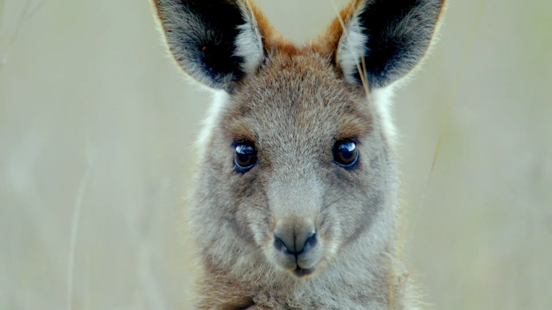 Secret Life of the Kangaroo