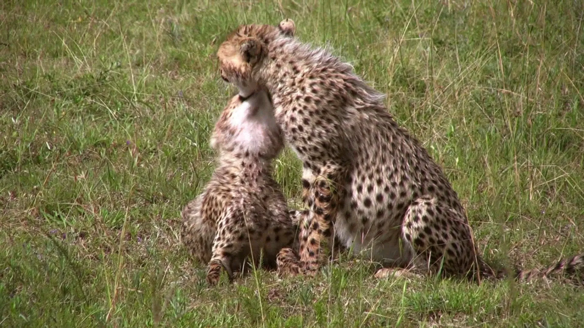 Baby Animals in the Wild