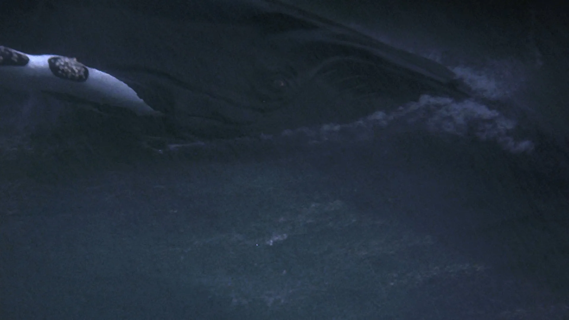 Star Trek IV: Misión salvar la Tierra