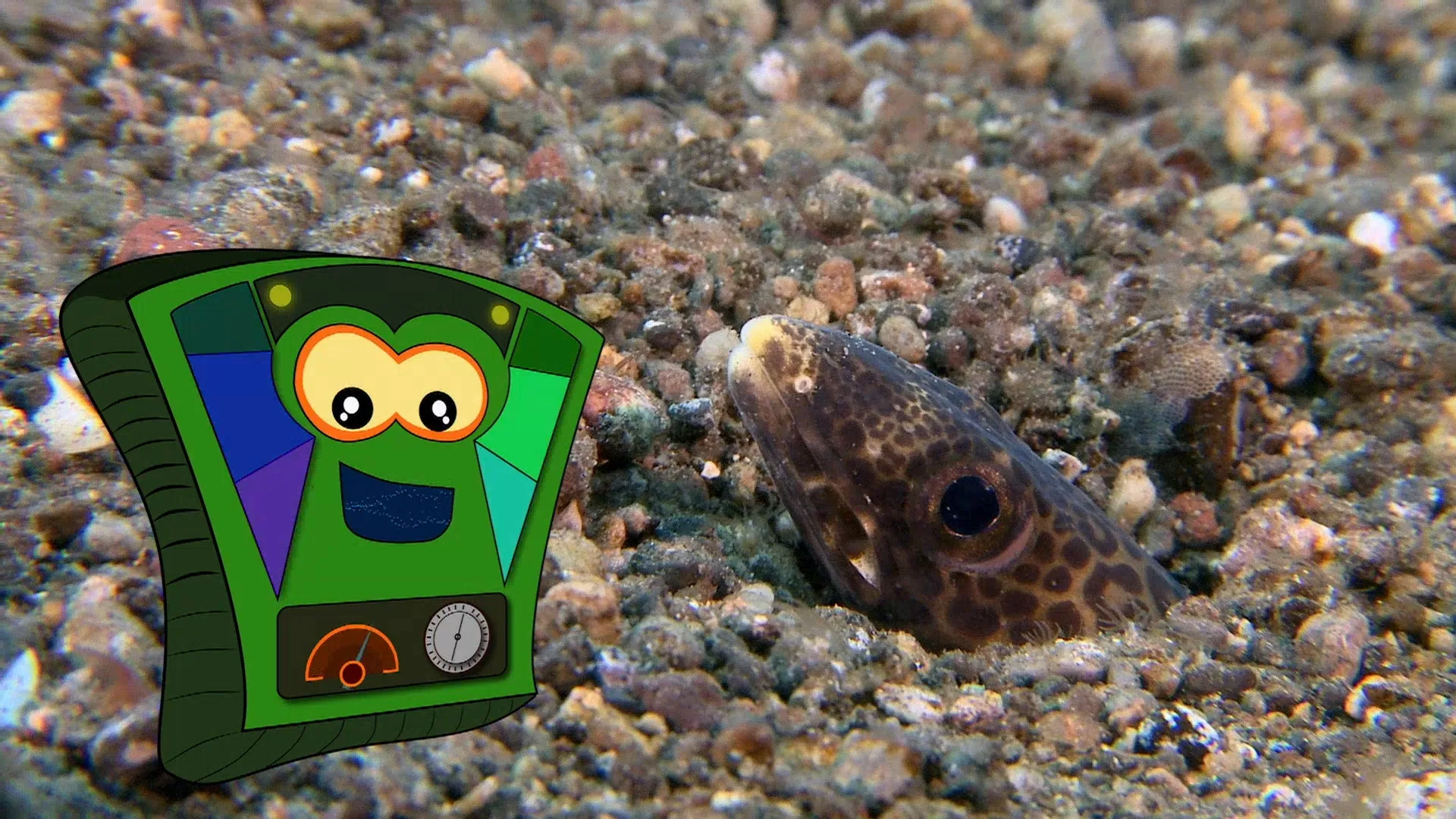 My Animal Friends Underwater LAS