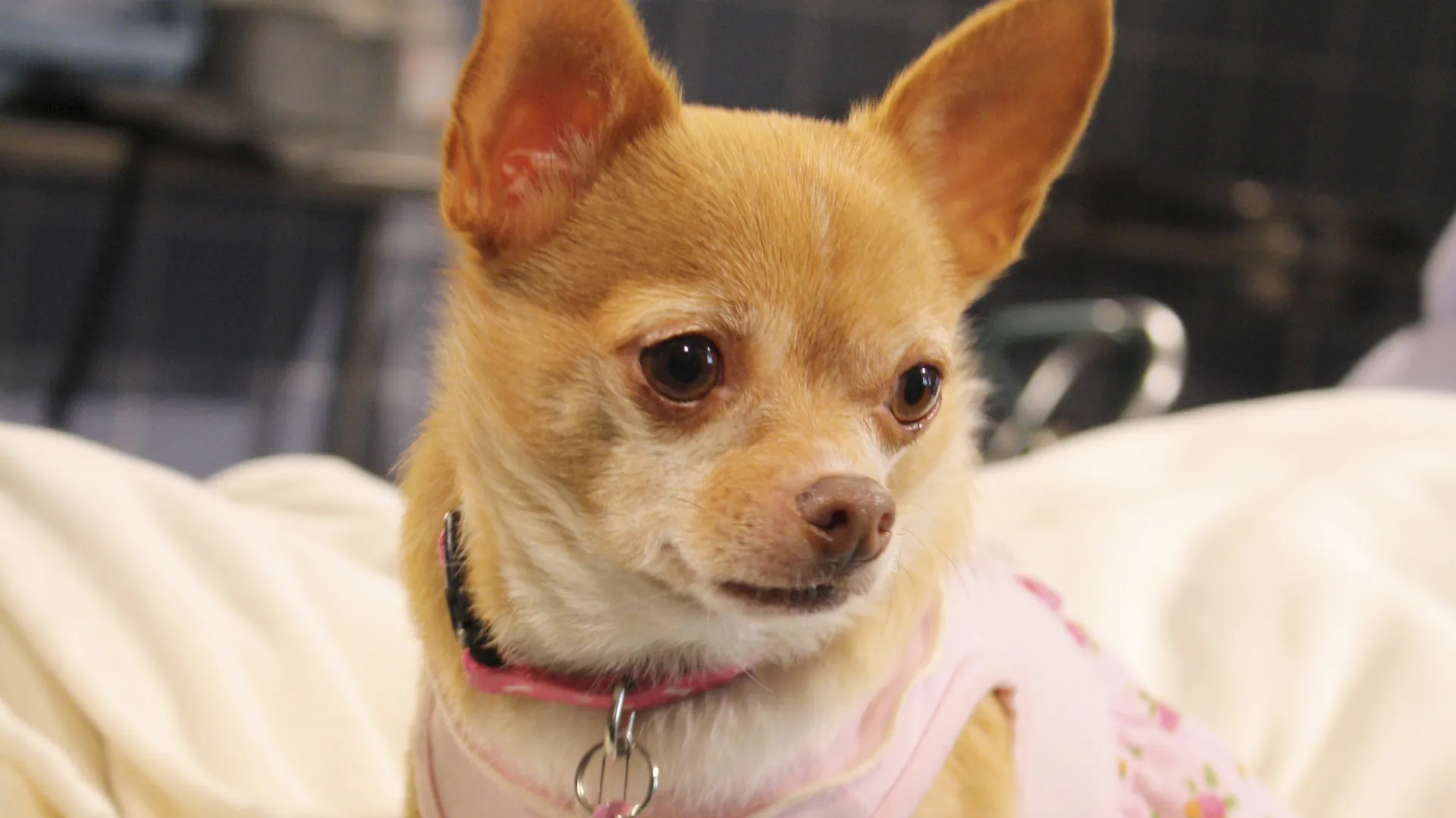 Chihuahua: La Película