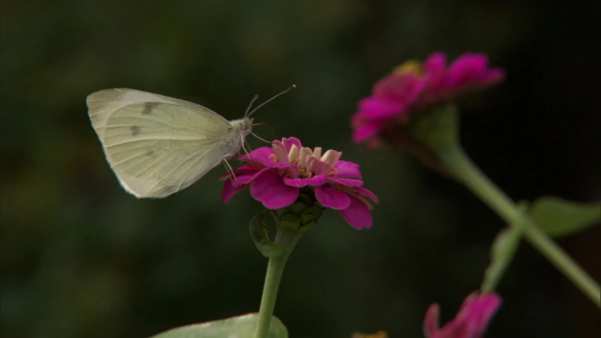 Smithsonian Garden Secrets