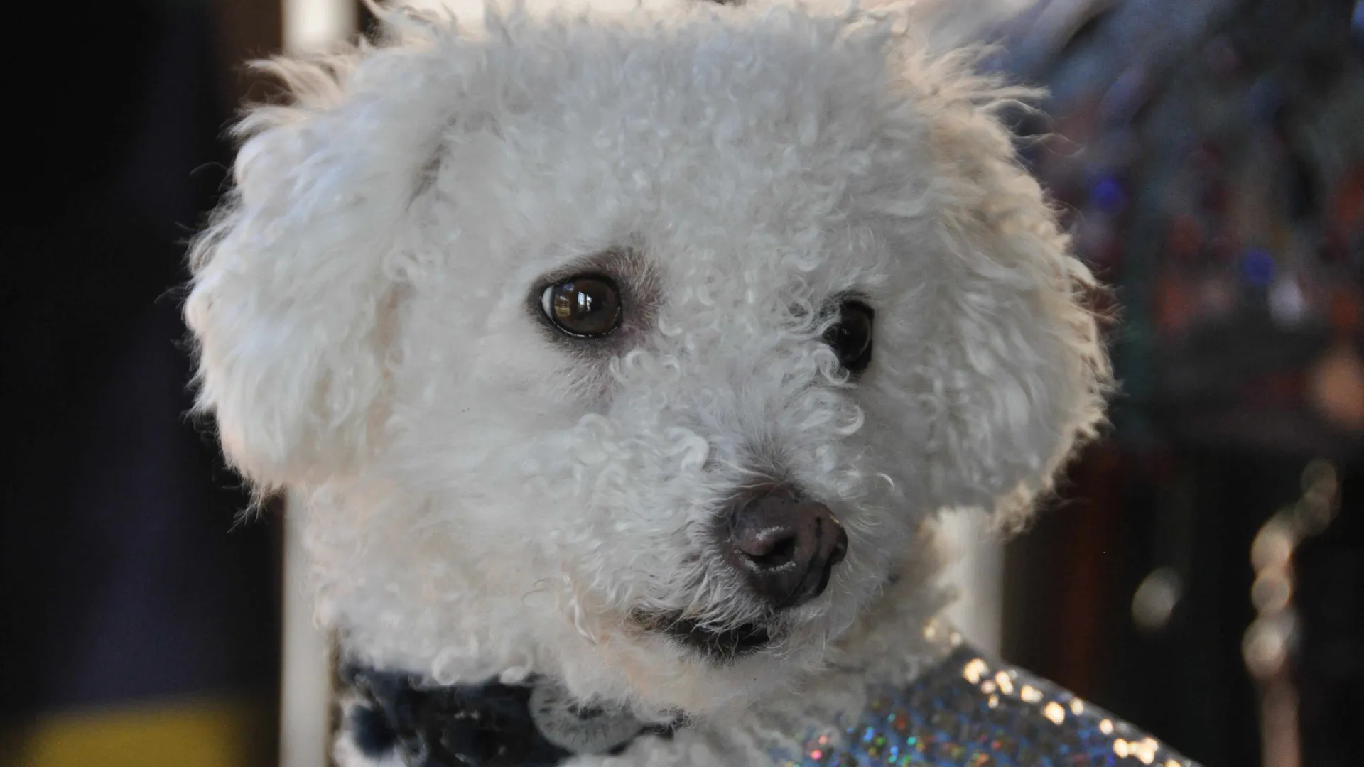 DOGGIE BOOGIE