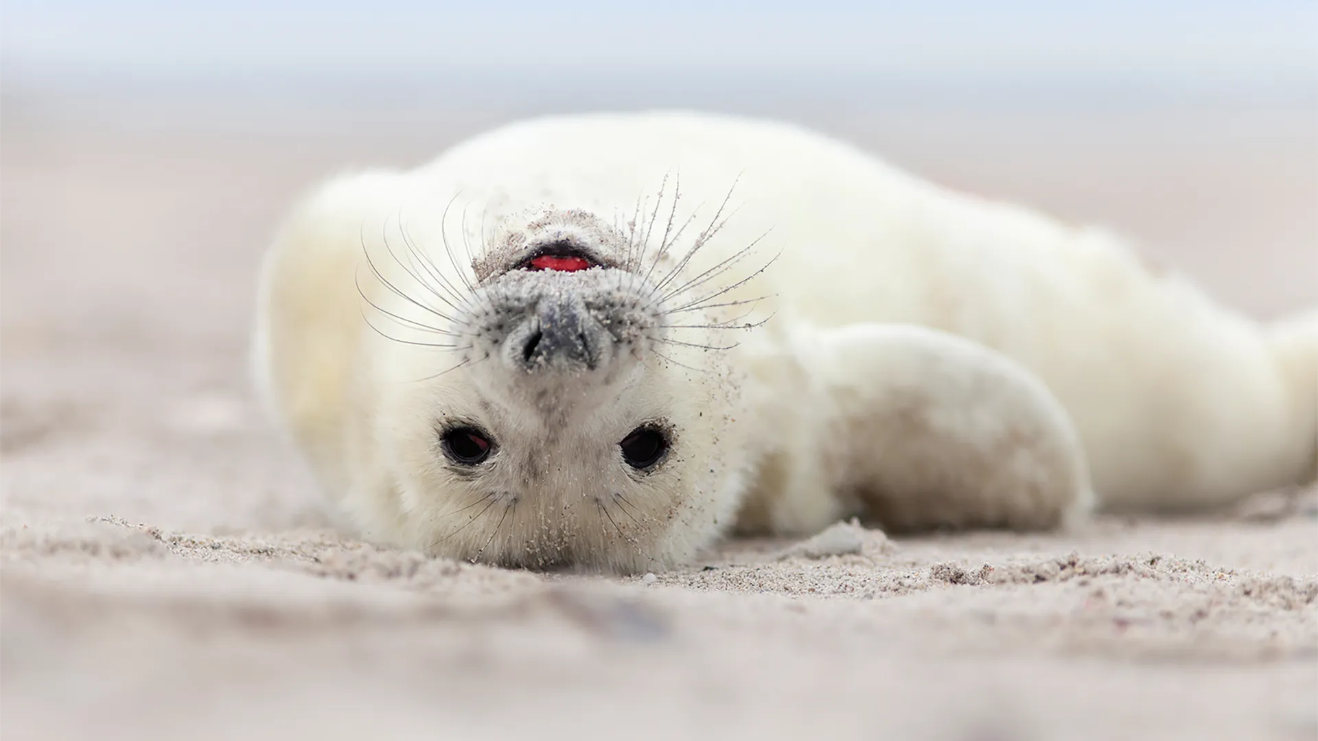 Baby Animals and Friends