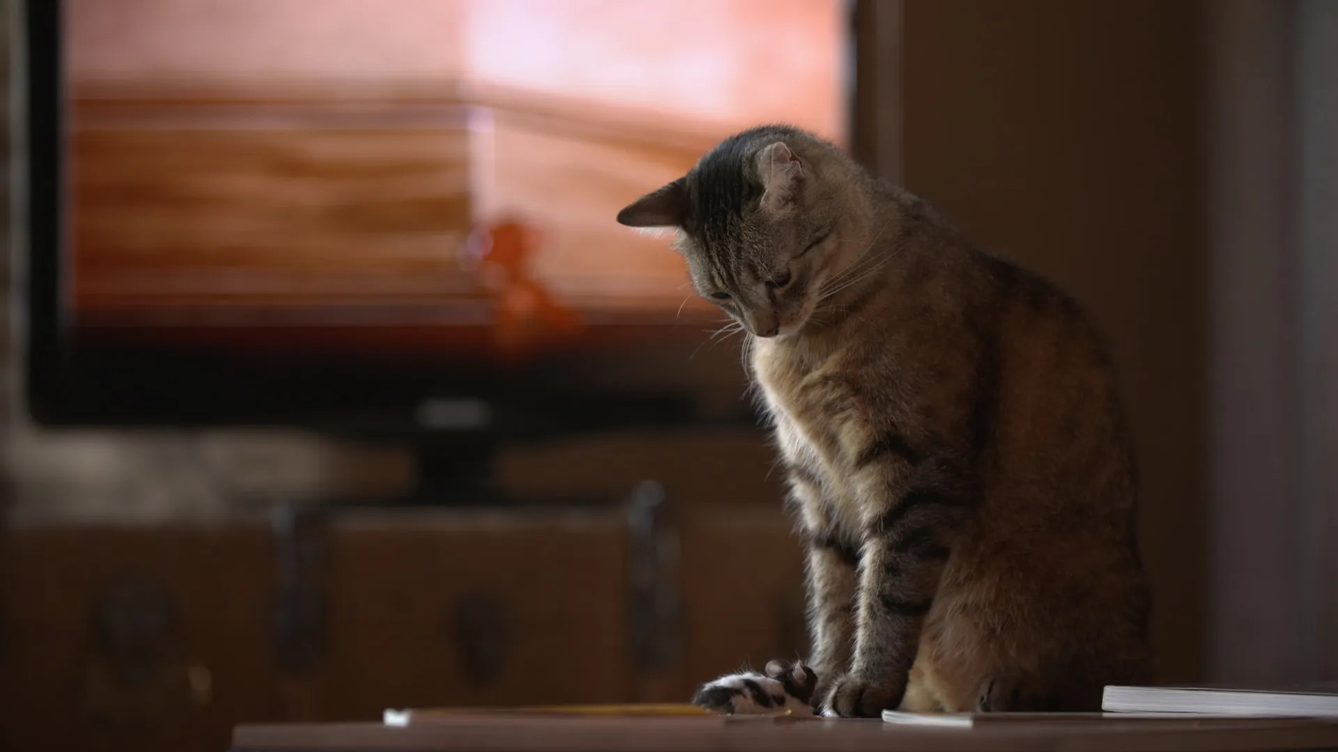 A Cat and Mouse Game