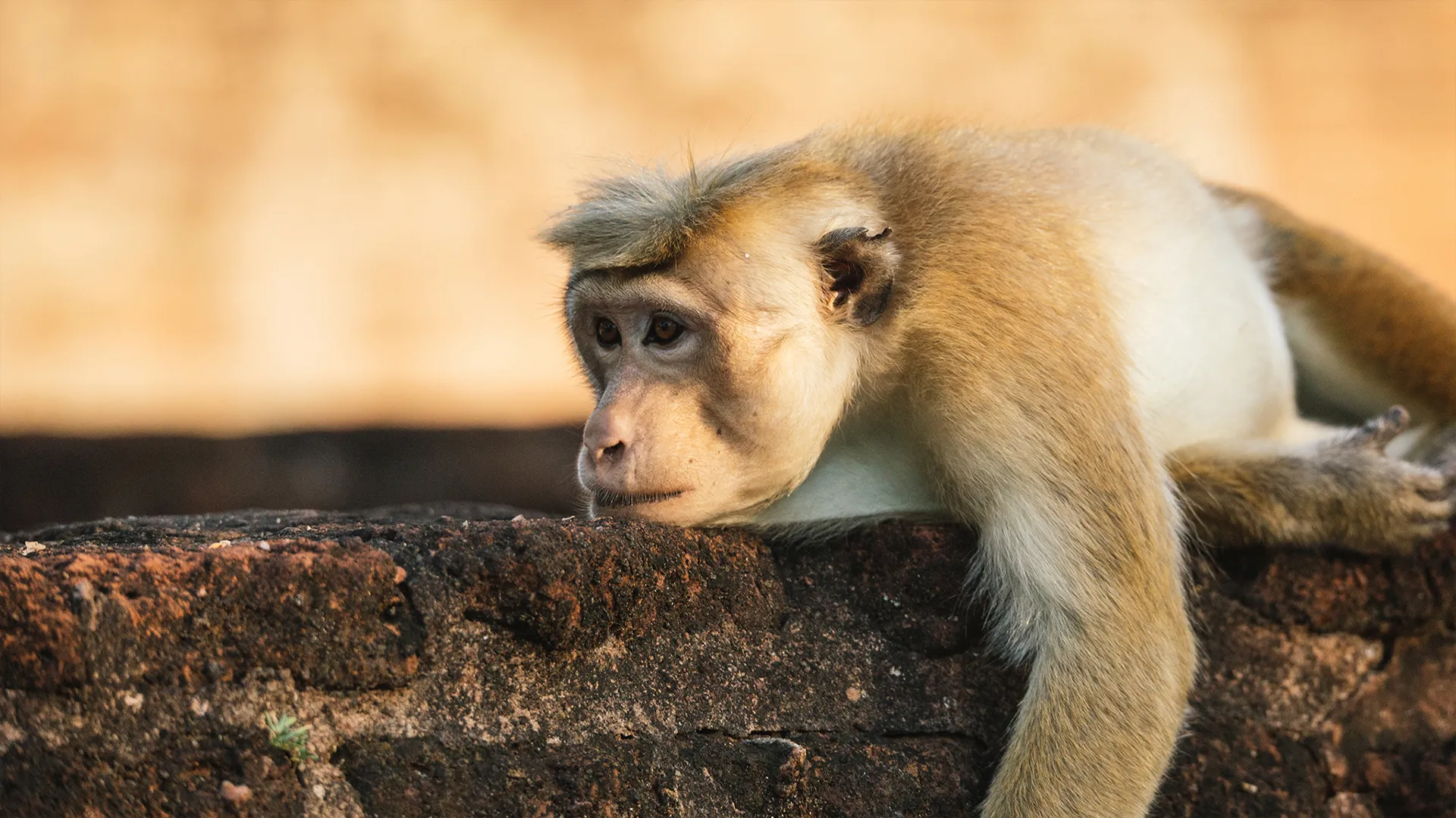 Ilha dos Macacos