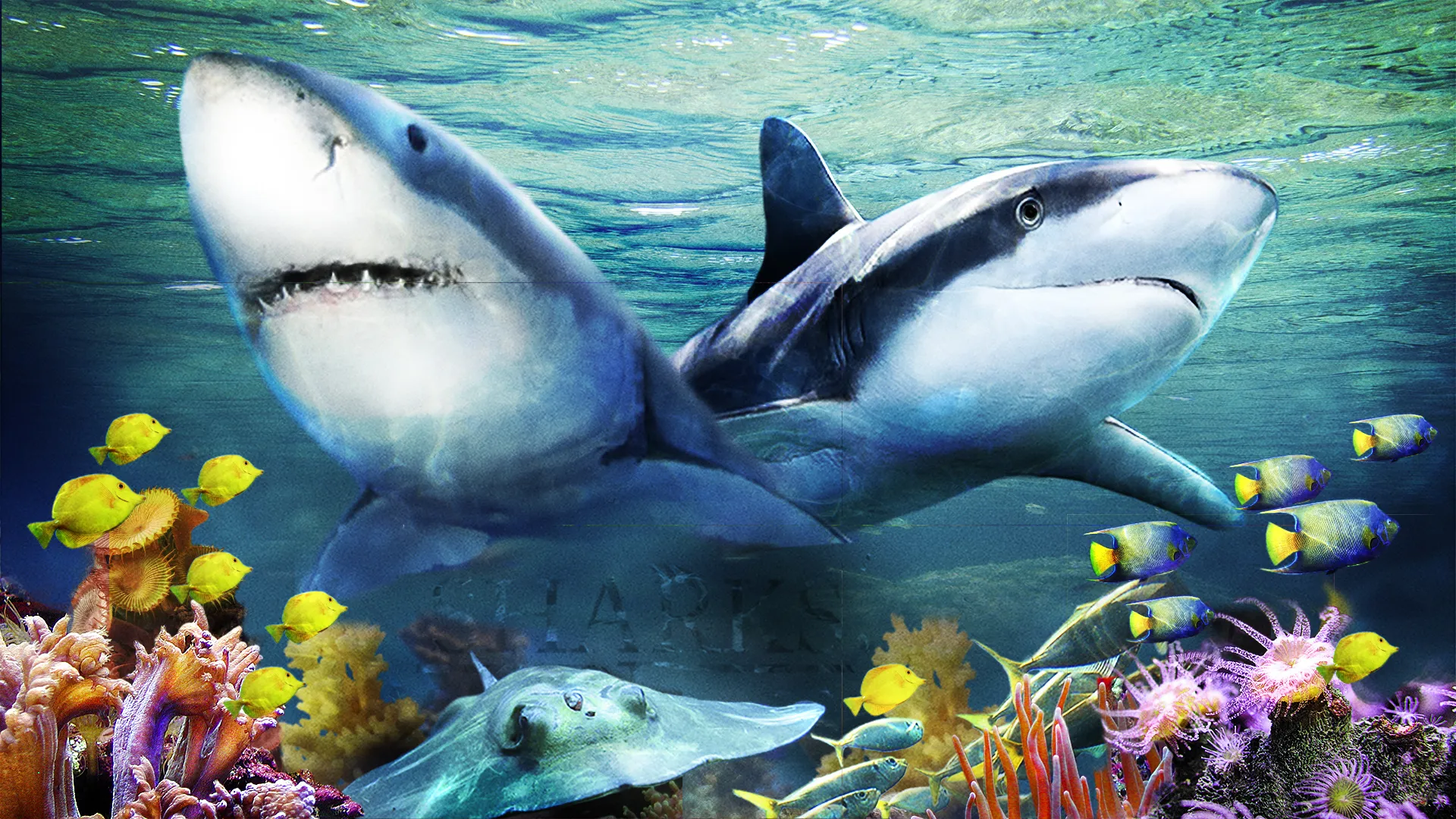 Sharks