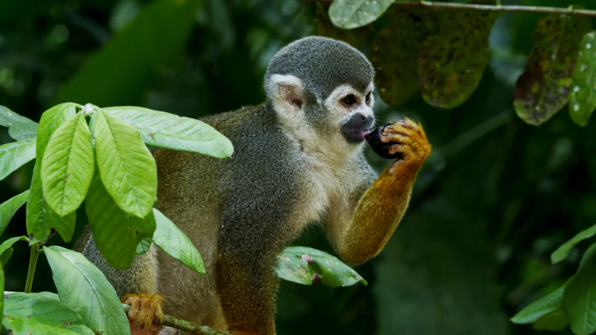América Latina Selvagem