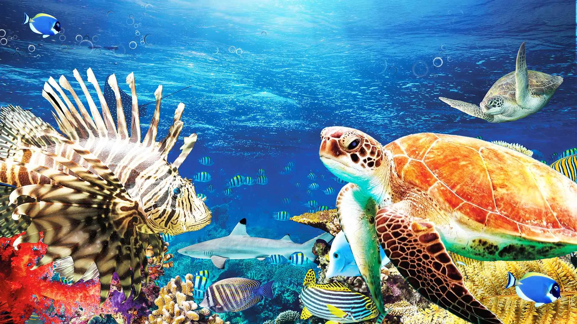 Red Sea