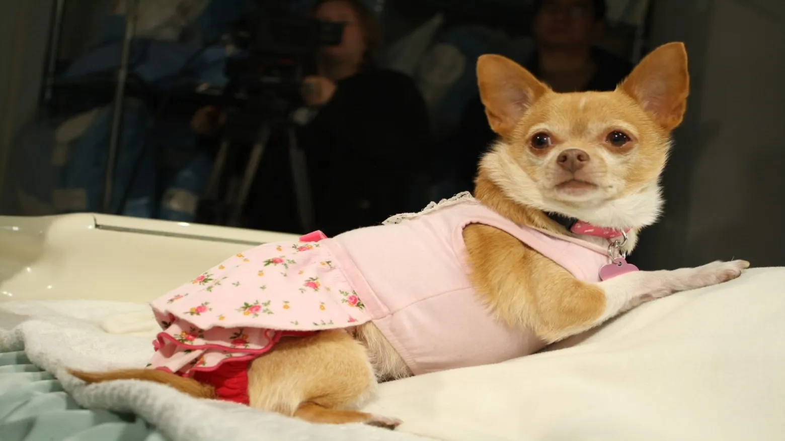 Chihuahua O Filme