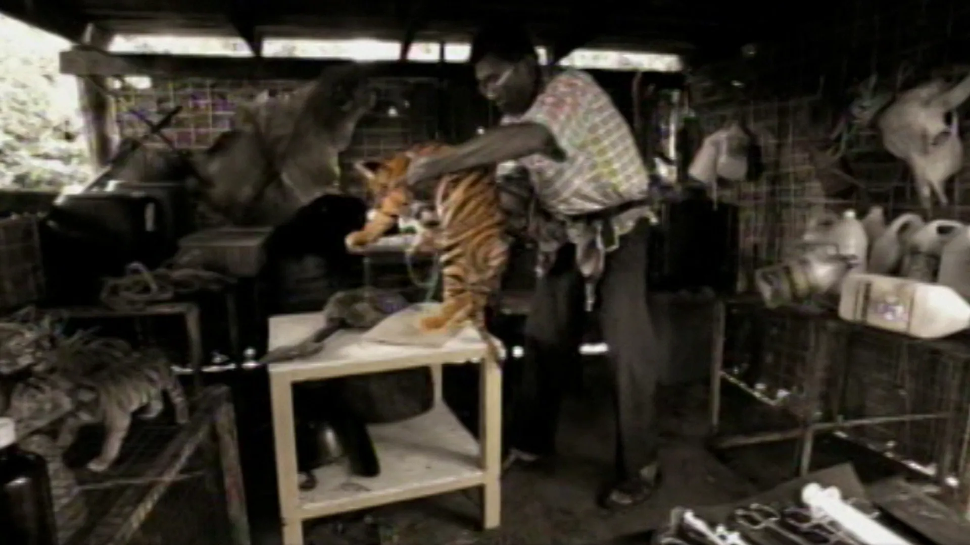 The Tiger and the Monk