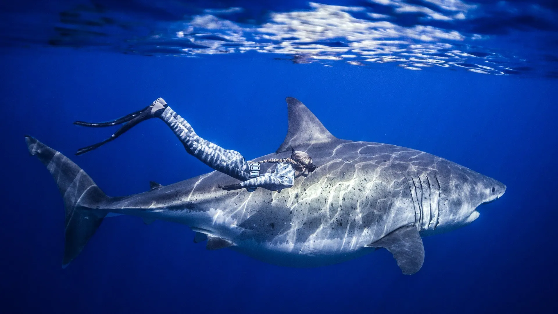 Saving Jaws