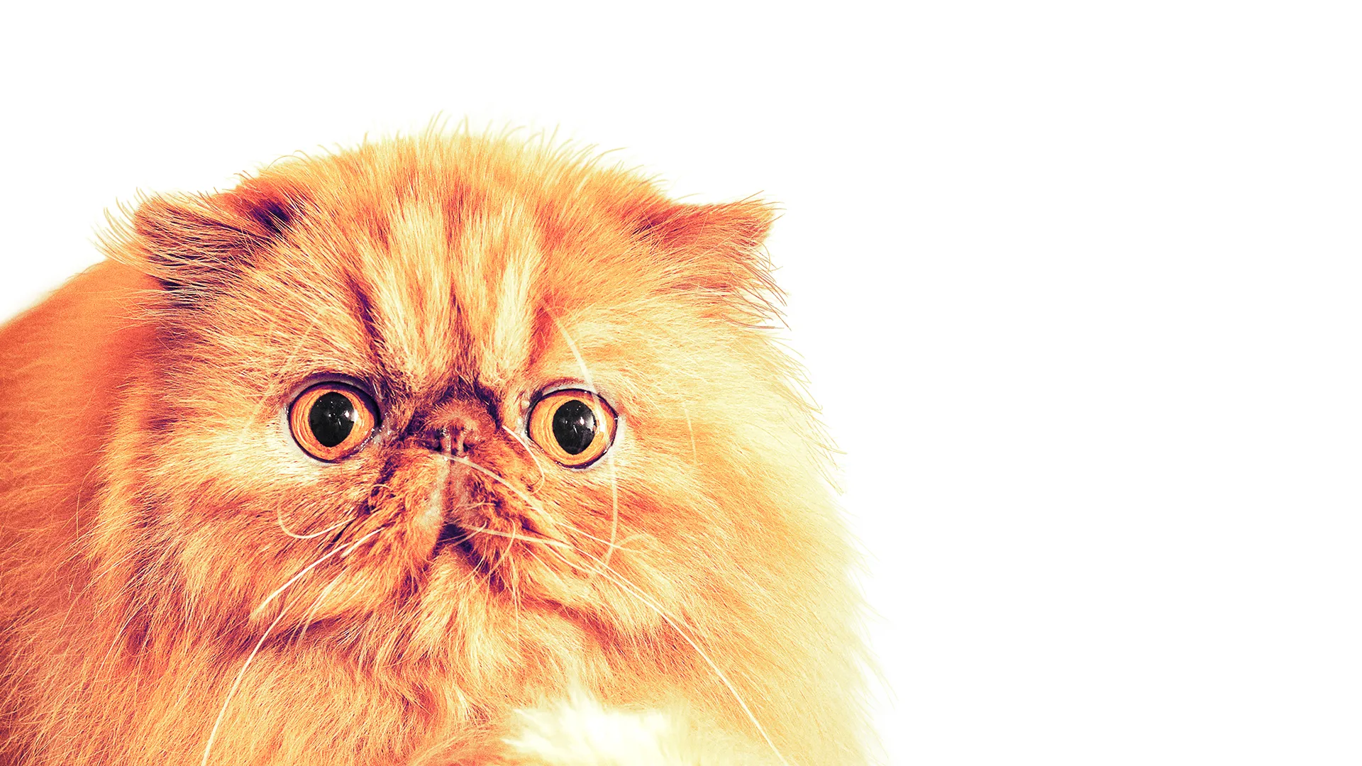 Catwalk: Tales from the Cat Show Circuit