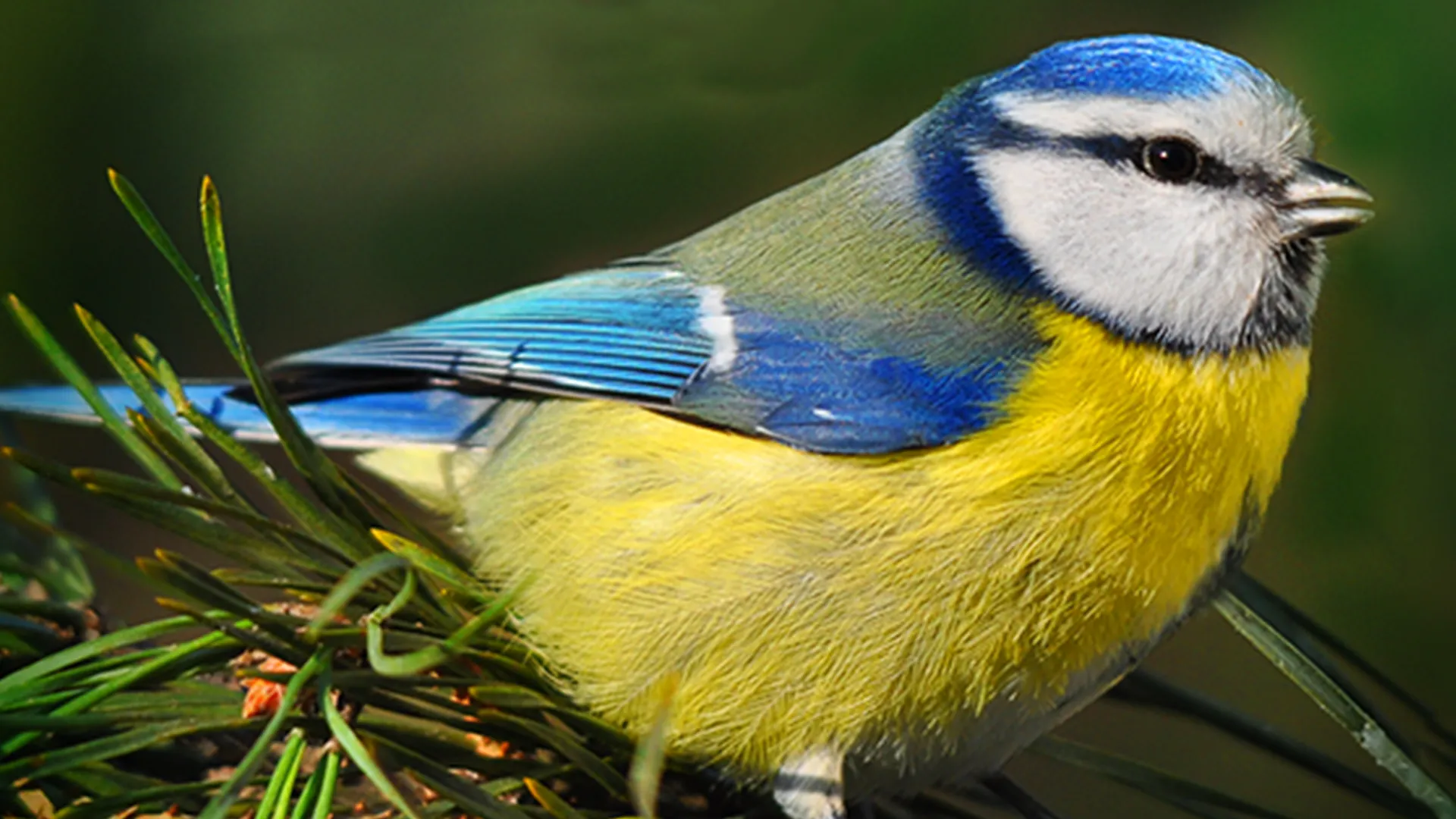 British Country Birds: A Visual Field Guide to Bird Watching