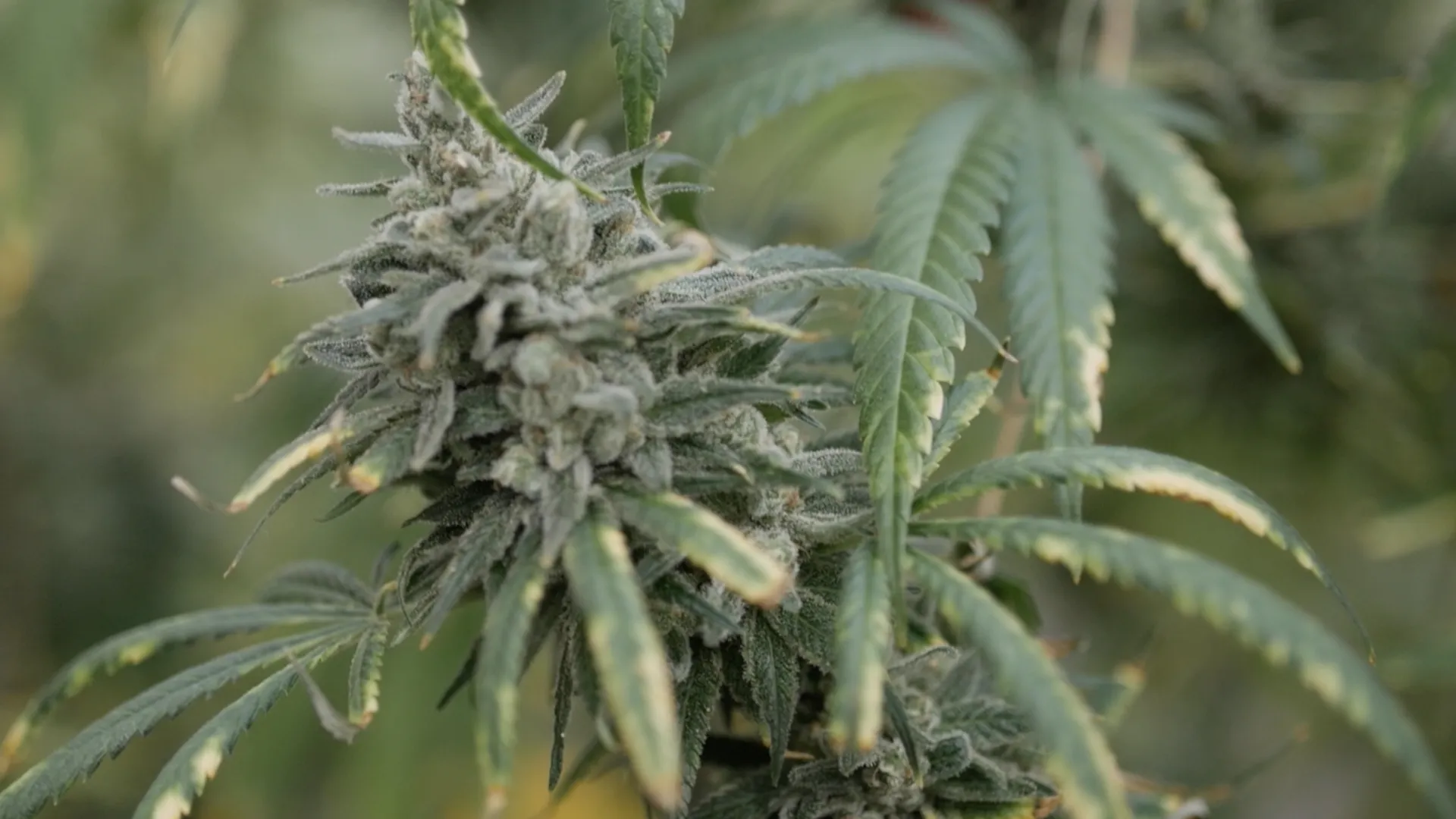 The God Plant