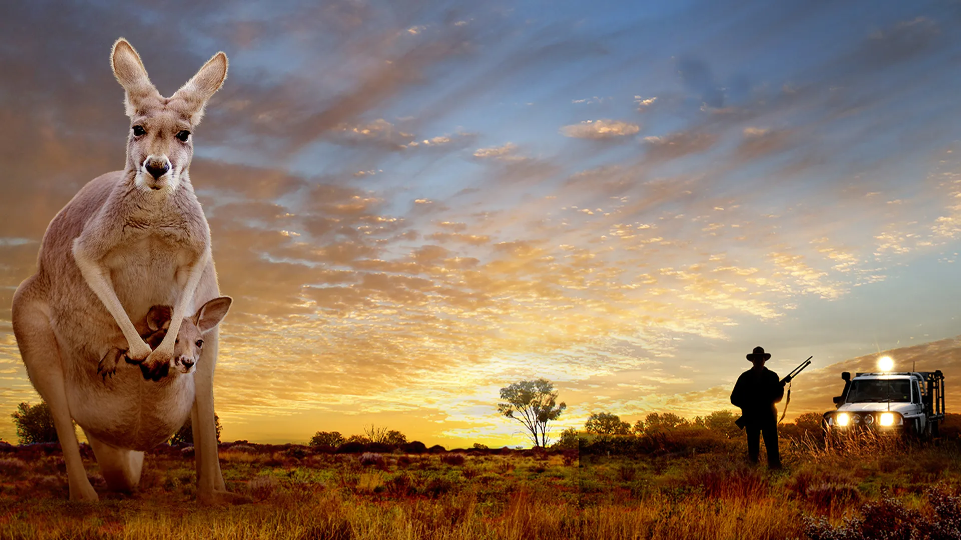 Kangaroo: A Love-Hate Story