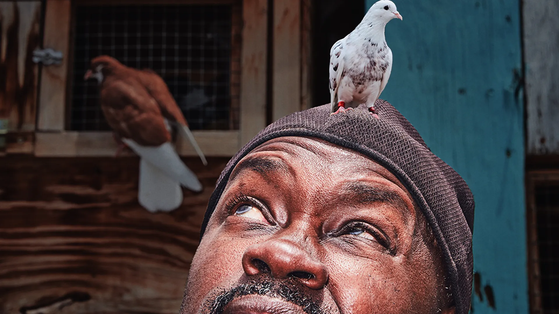 Pigeon Kings
