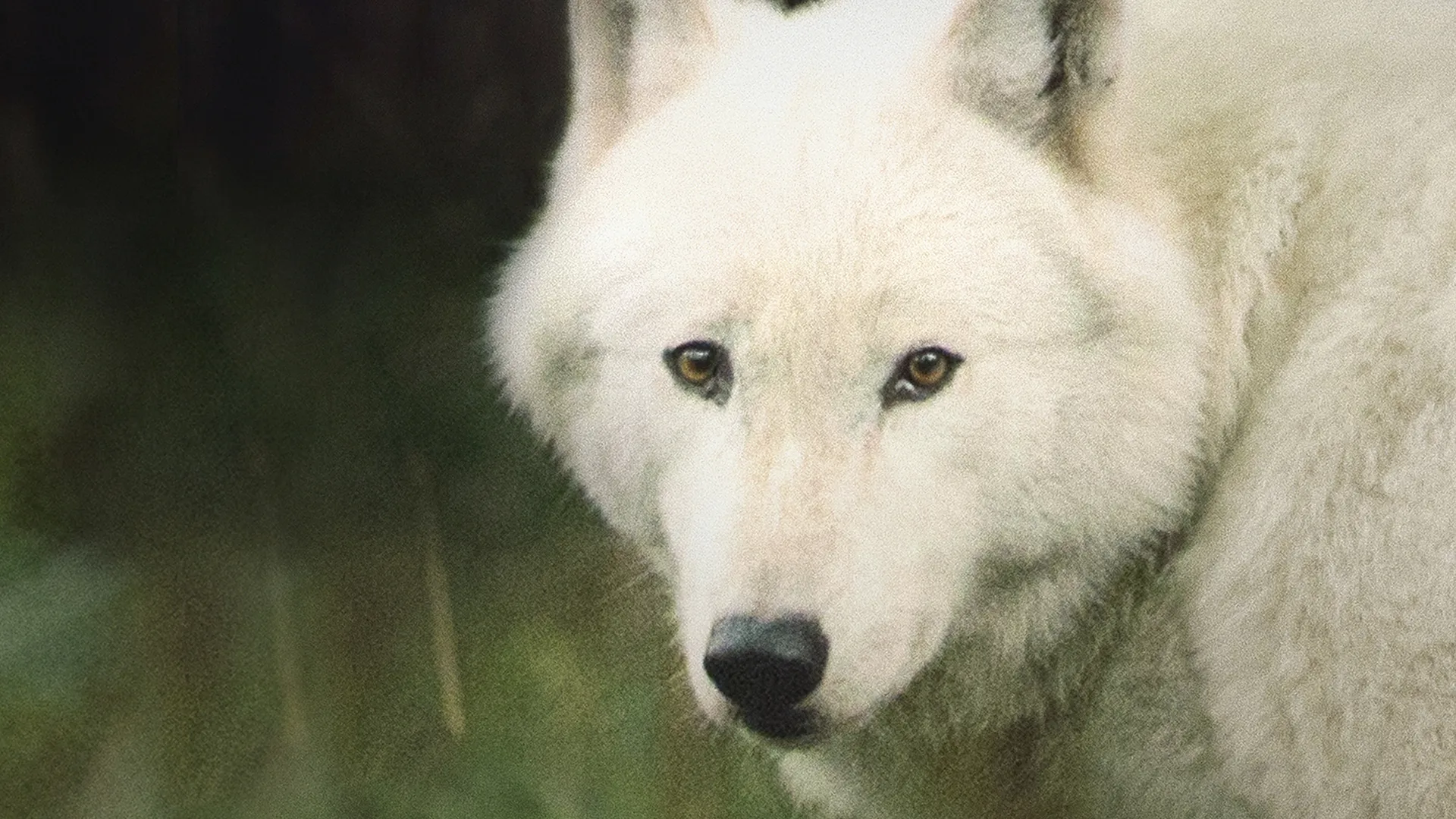 The Trouble With Wolves