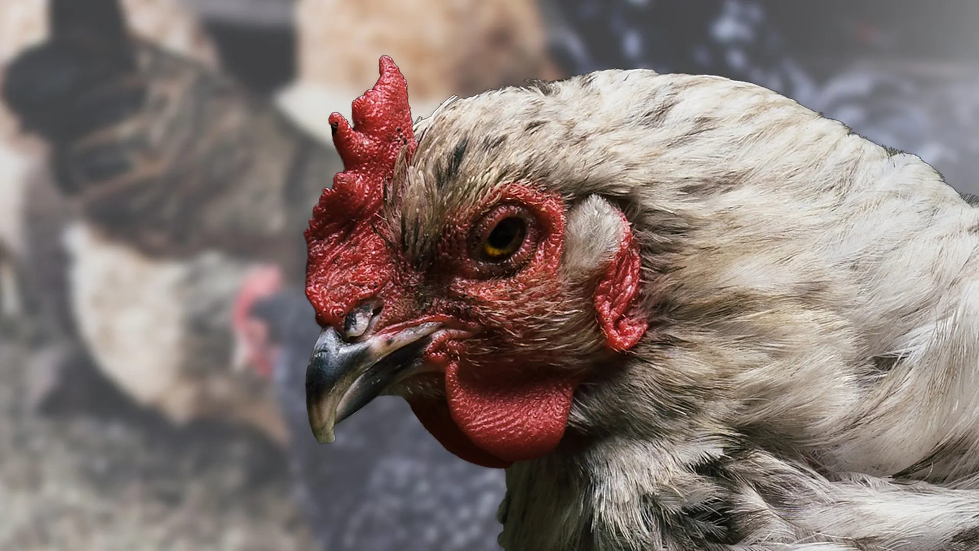 Chicken Planet
