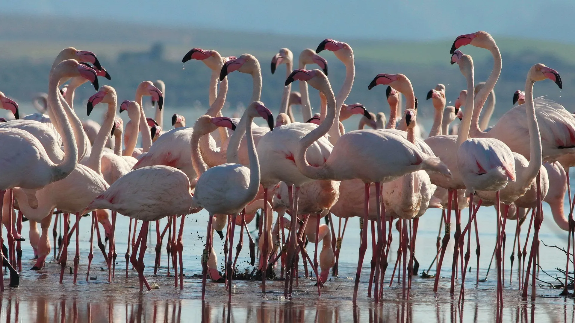 Wild Spain
