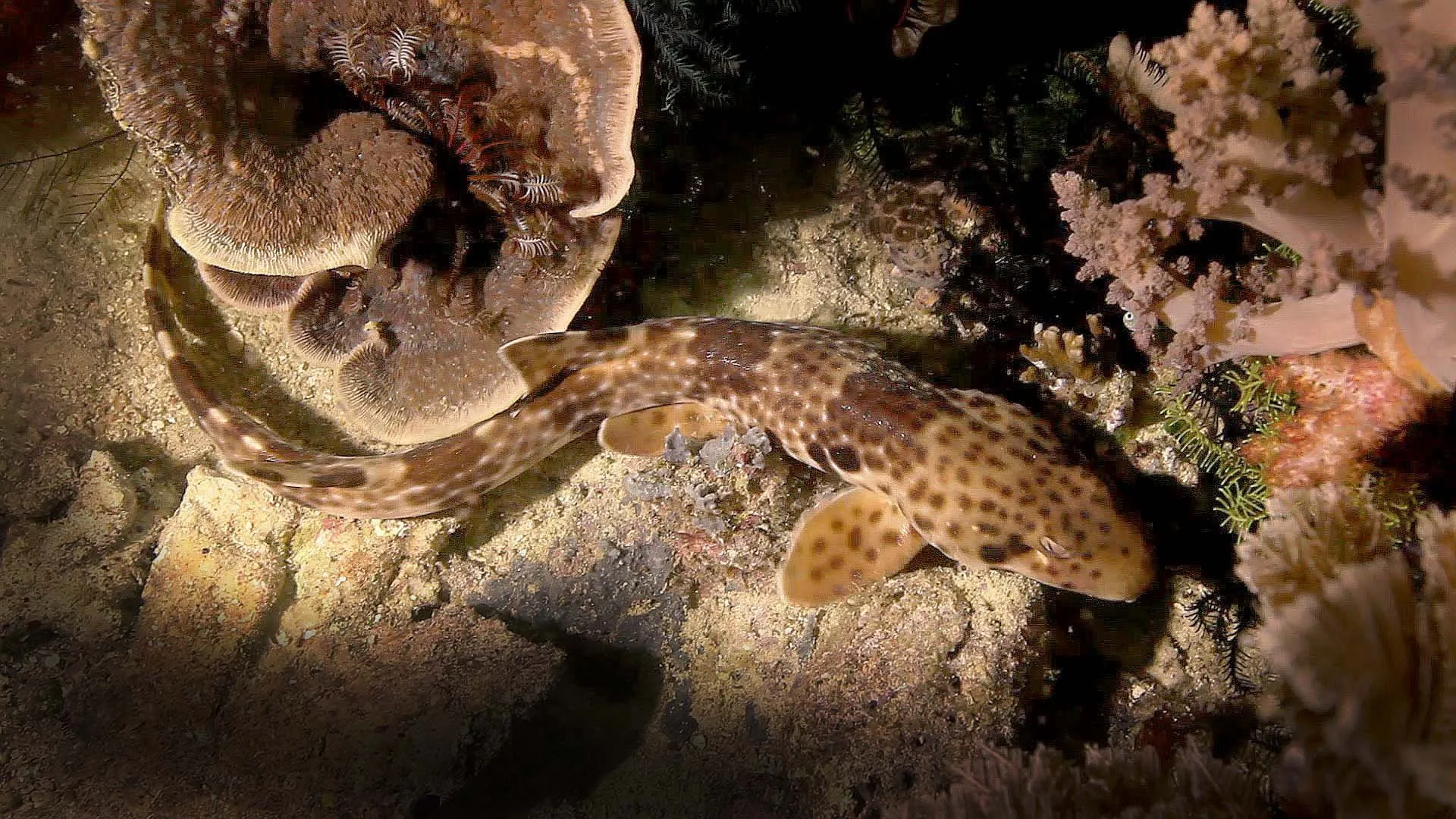 Predators of a Different Kind - In the World of the Unknown Sharks